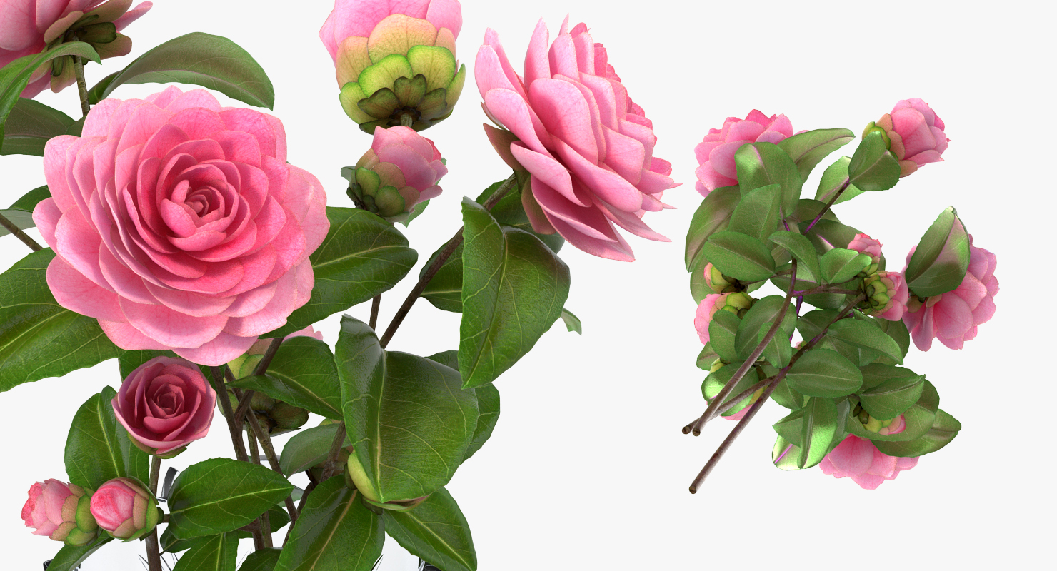 Camellia Bouquet Pink in Vase 3D model