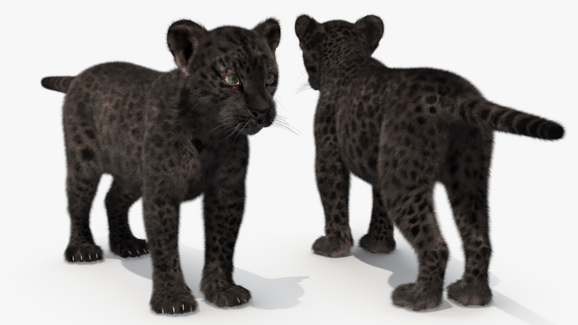 3D model Black Leopard Cub Standing Pose with Fur