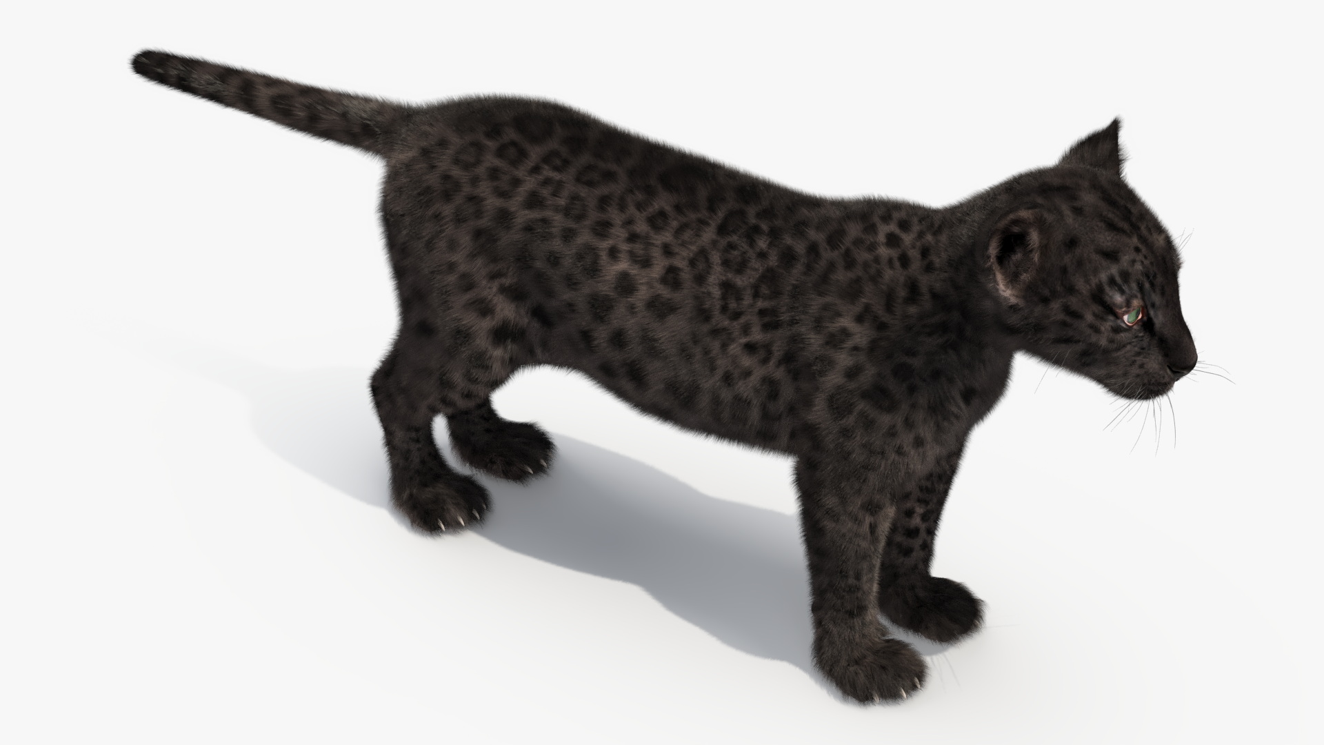 3D model Black Leopard Cub Standing Pose with Fur
