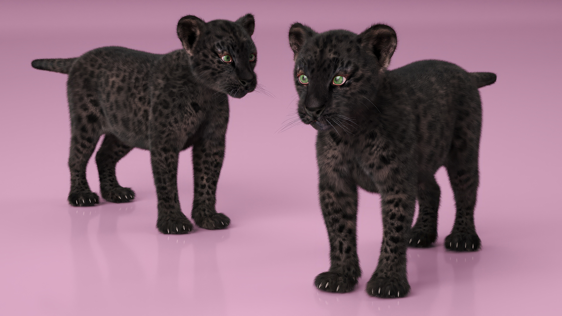 3D model Black Leopard Cub Standing Pose with Fur