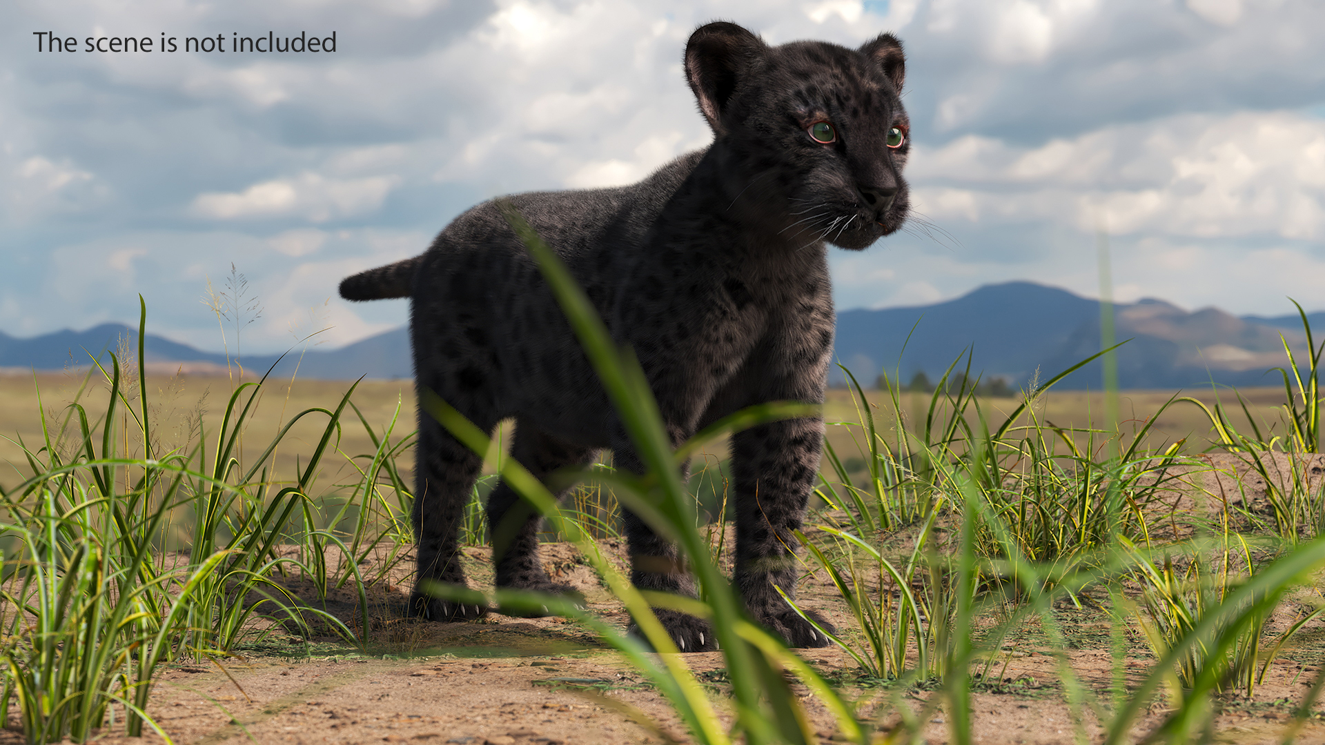 3D model Black Leopard Cub Standing Pose with Fur