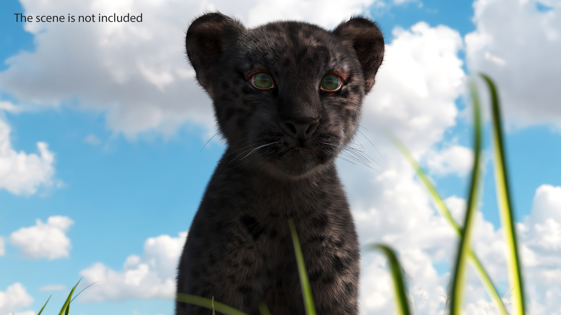 3D model Black Leopard Cub Standing Pose with Fur