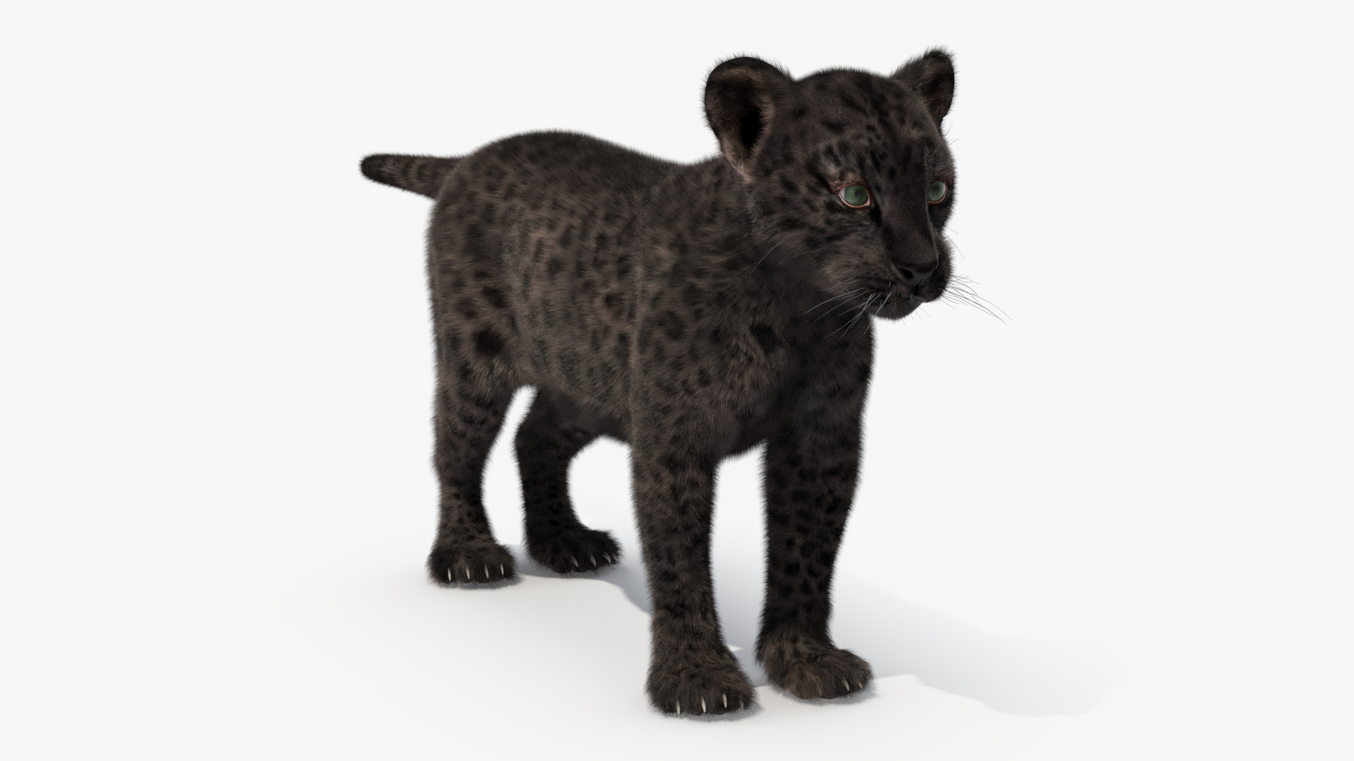 3D model Black Leopard Cub Standing Pose with Fur