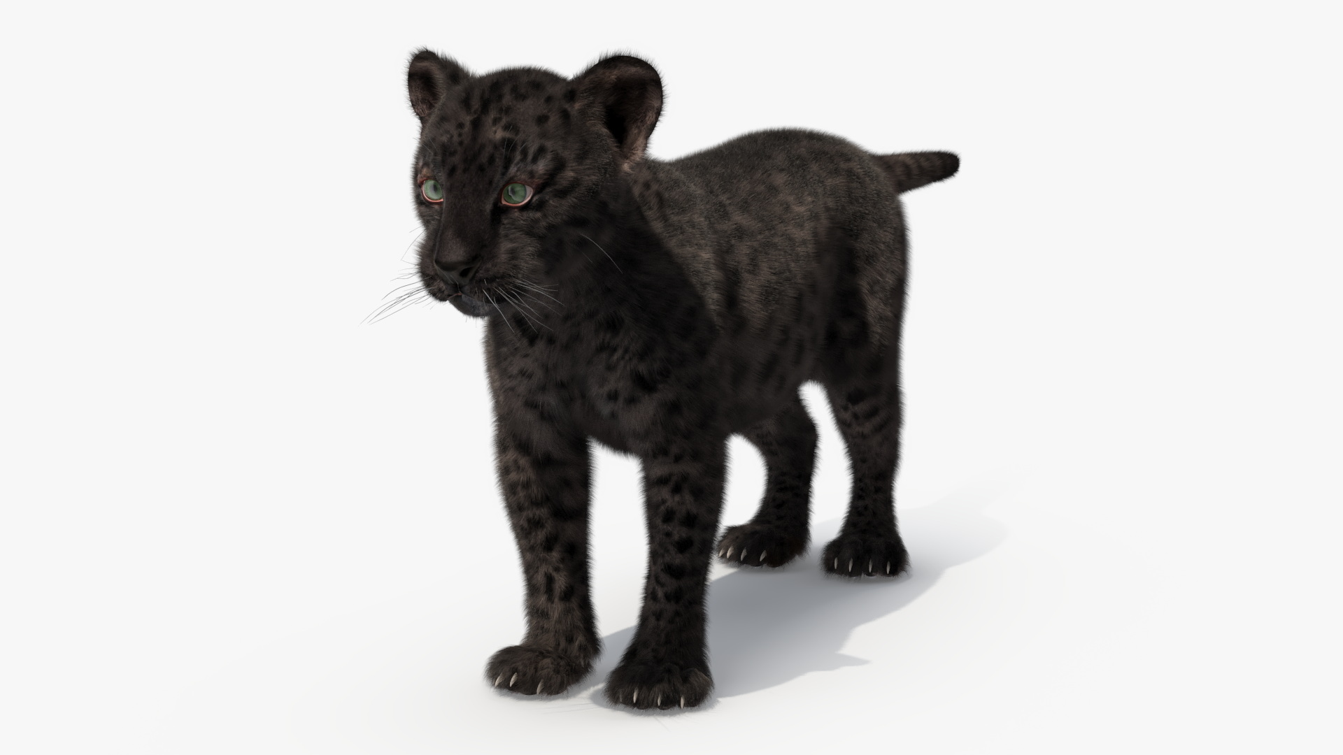 3D model Black Leopard Cub Standing Pose with Fur