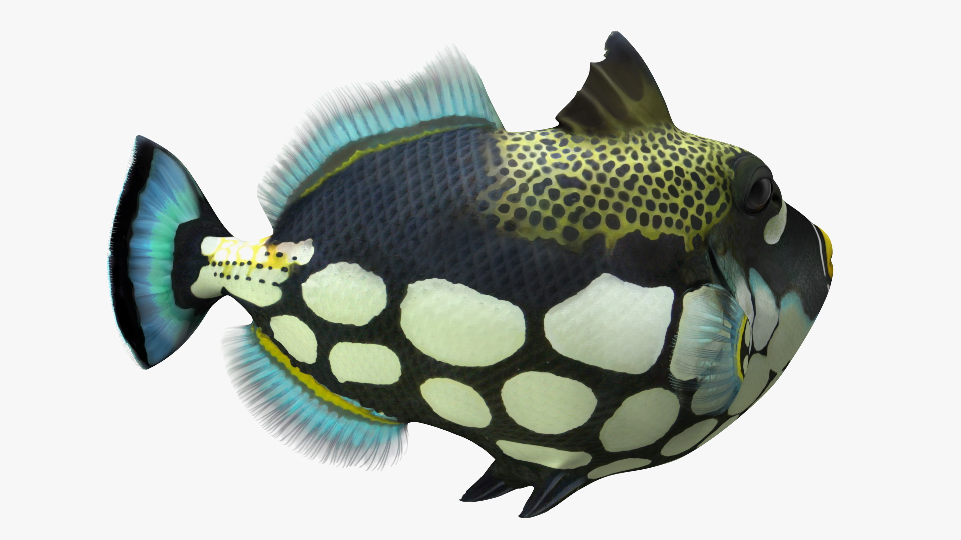 3D model Balistoides Conspicillum or Bigspotted Triggerfish