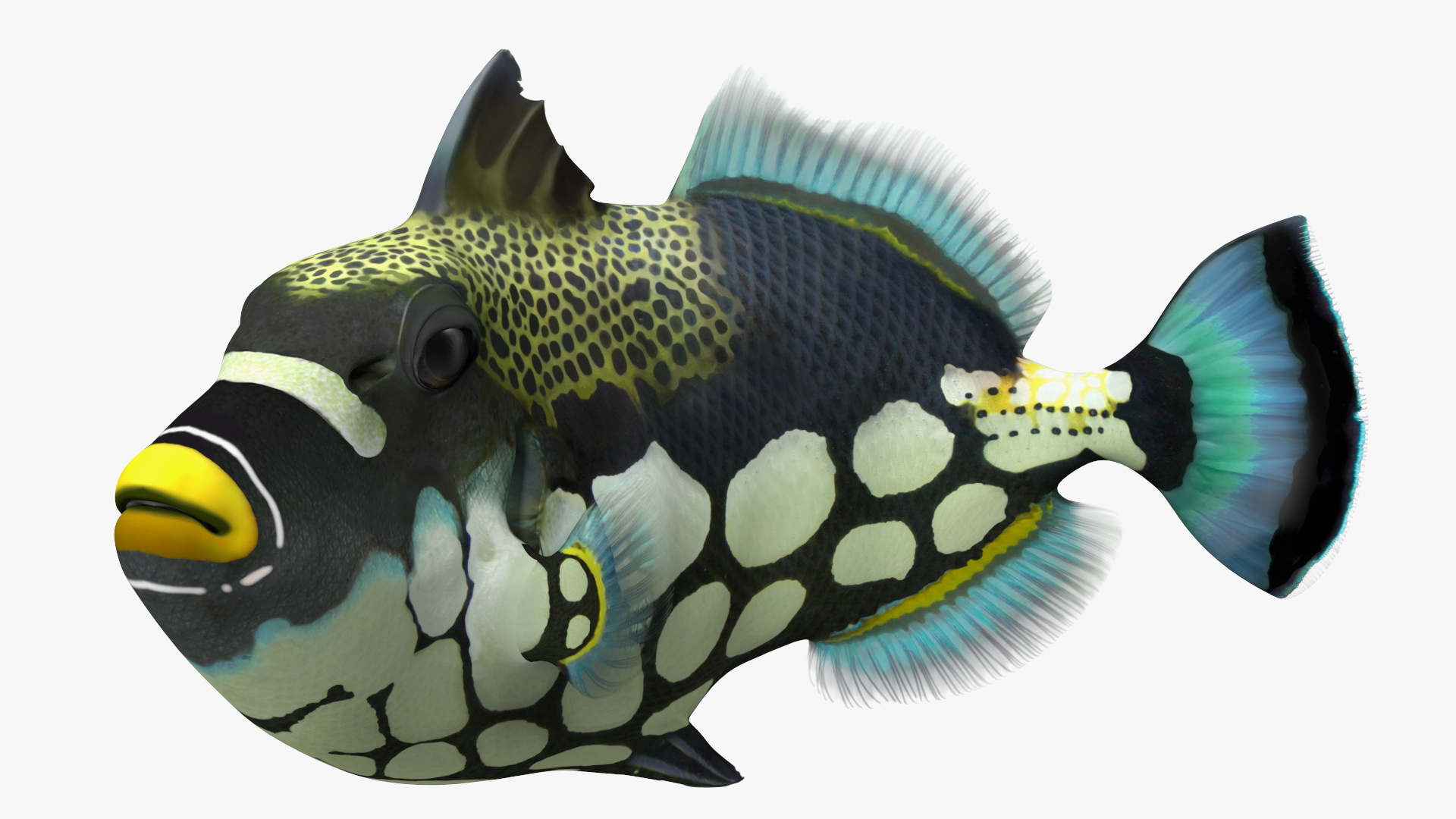 3D model Balistoides Conspicillum or Bigspotted Triggerfish