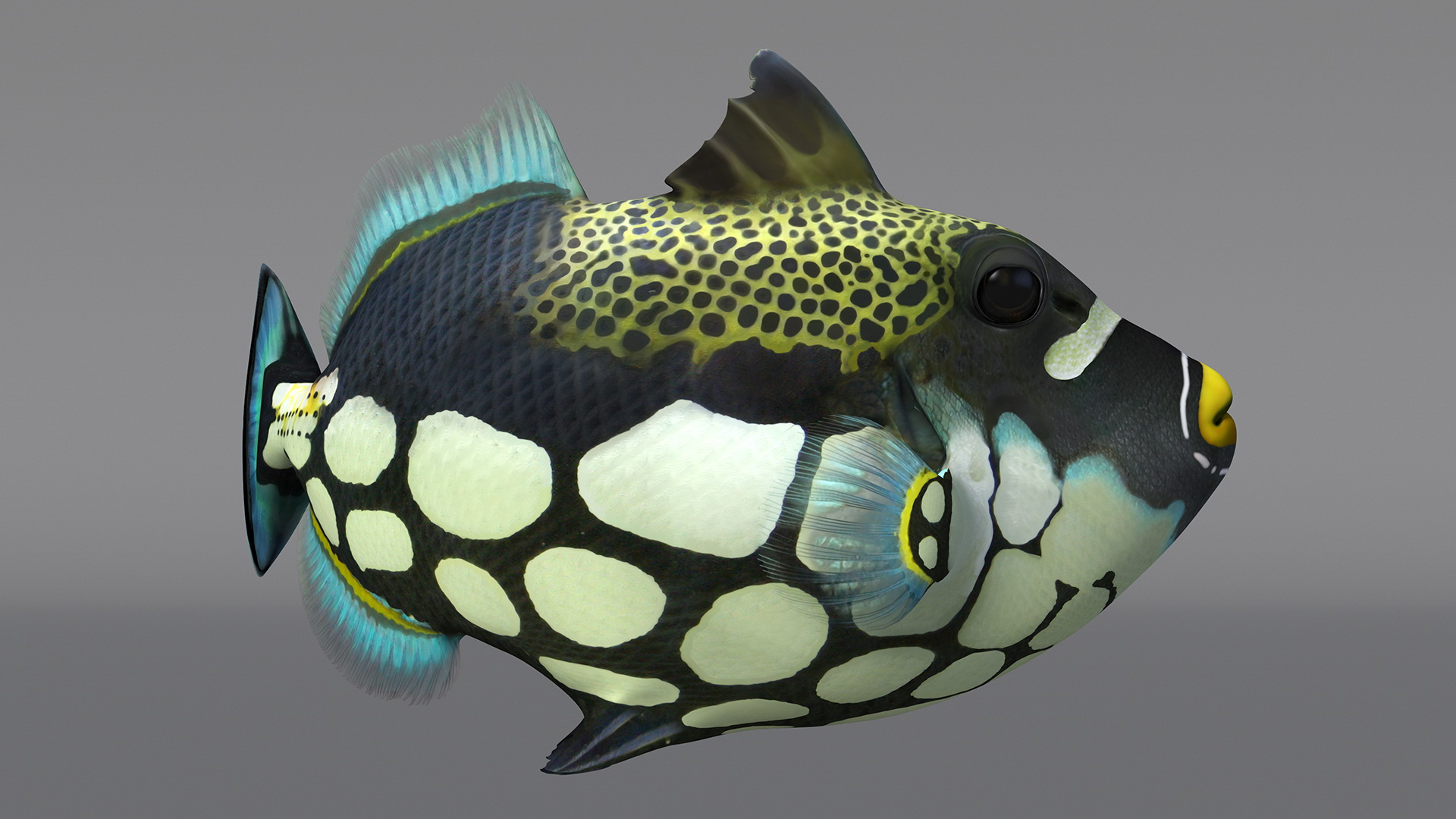3D model Balistoides Conspicillum or Bigspotted Triggerfish
