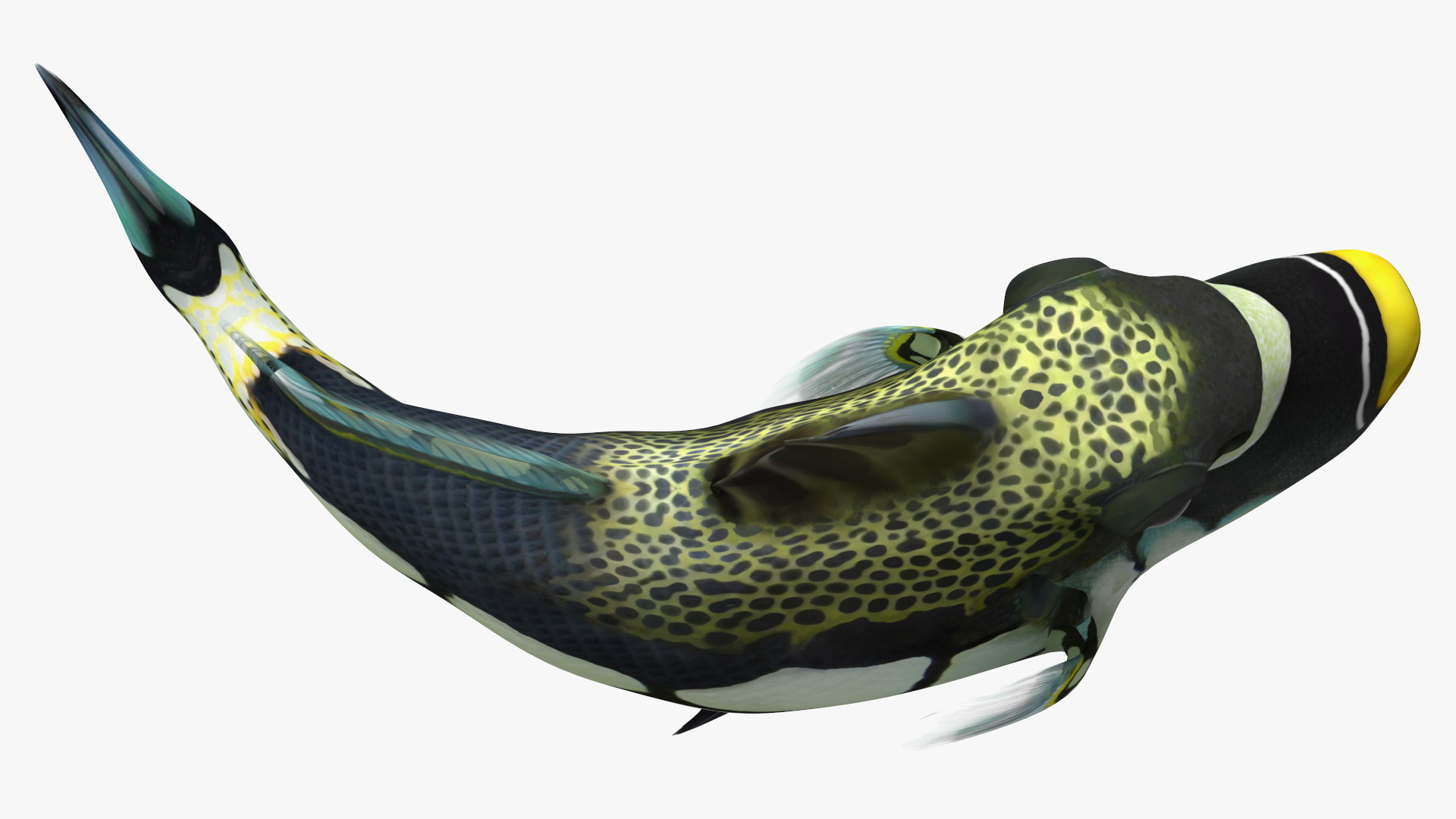 3D model Balistoides Conspicillum or Bigspotted Triggerfish