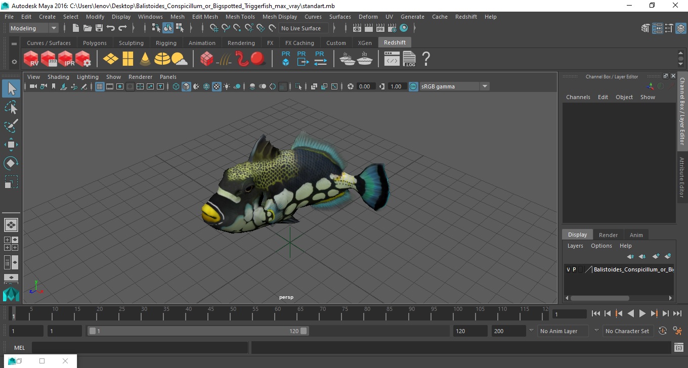 3D model Balistoides Conspicillum or Bigspotted Triggerfish