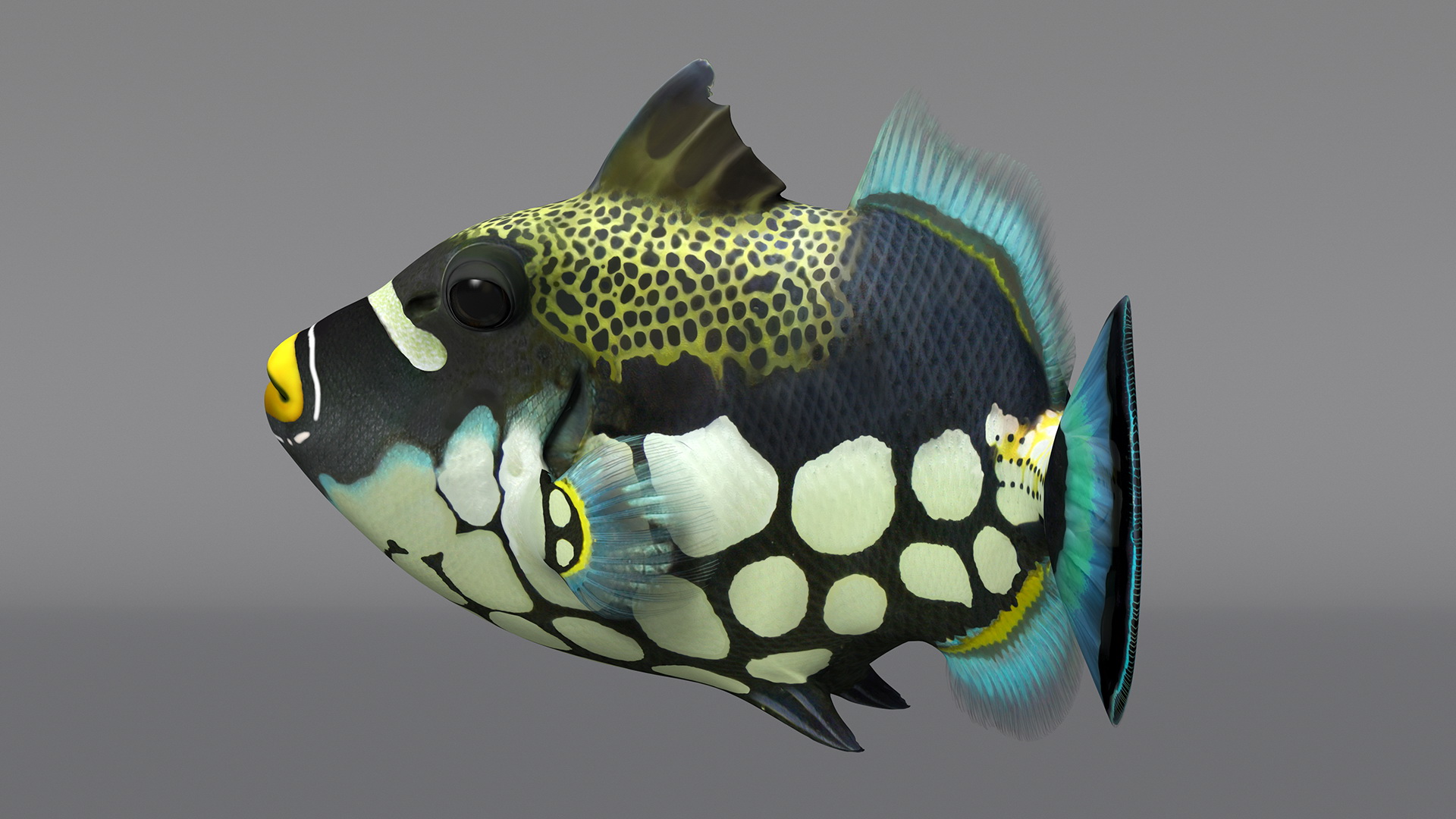 3D model Balistoides Conspicillum or Bigspotted Triggerfish