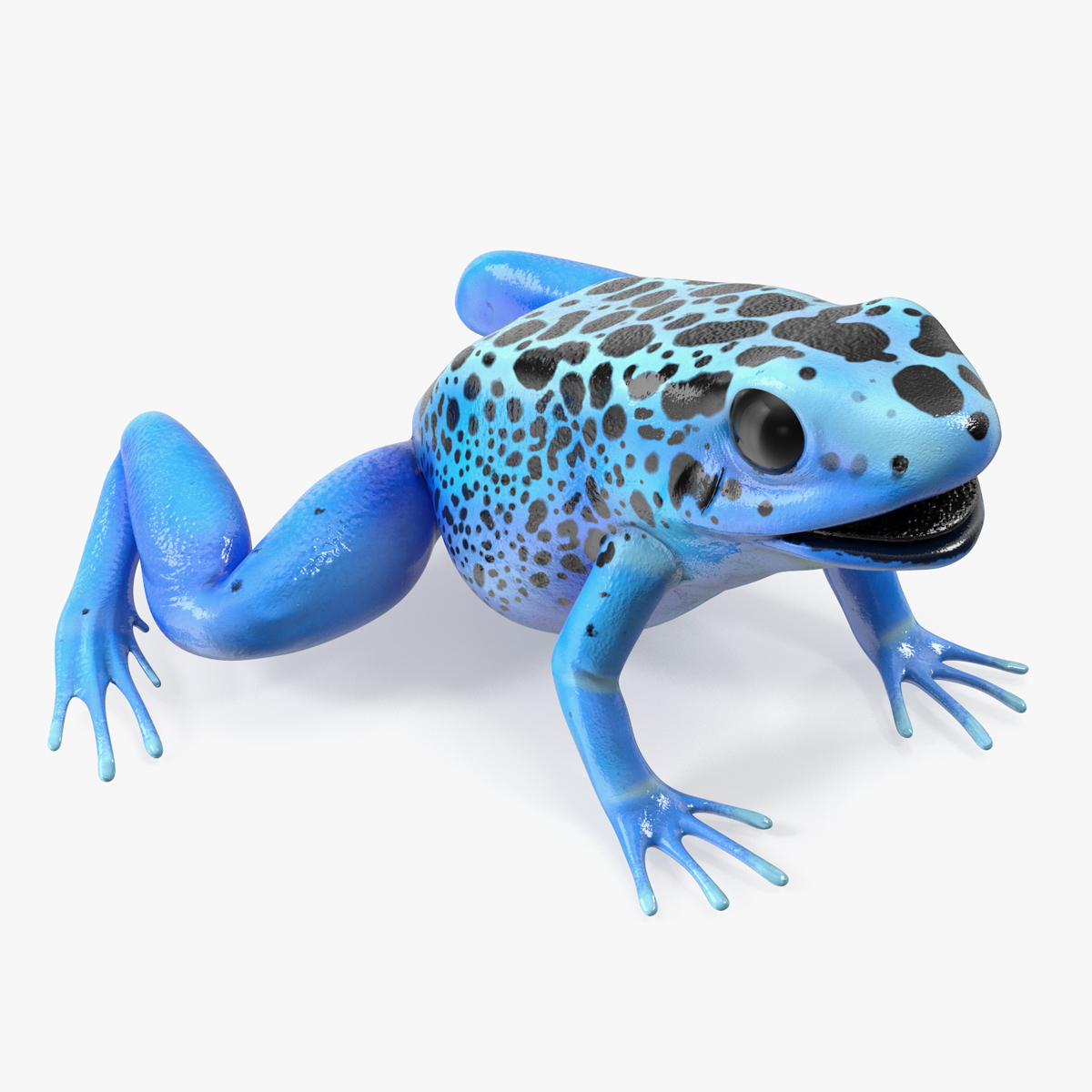 3D Blue Poison Arrow Frog Rigged for Maya model