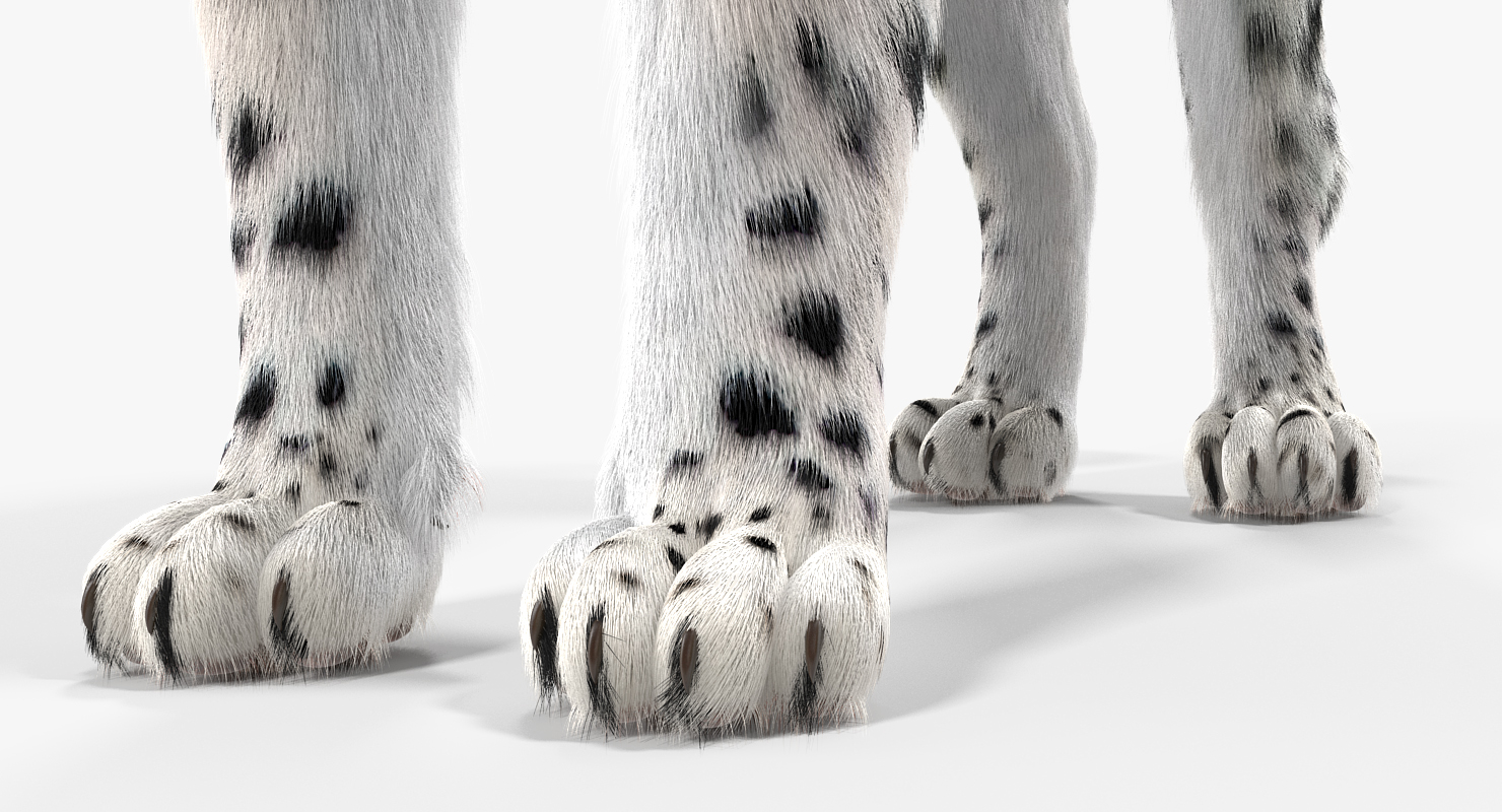 3D Snow Leopard with Fur