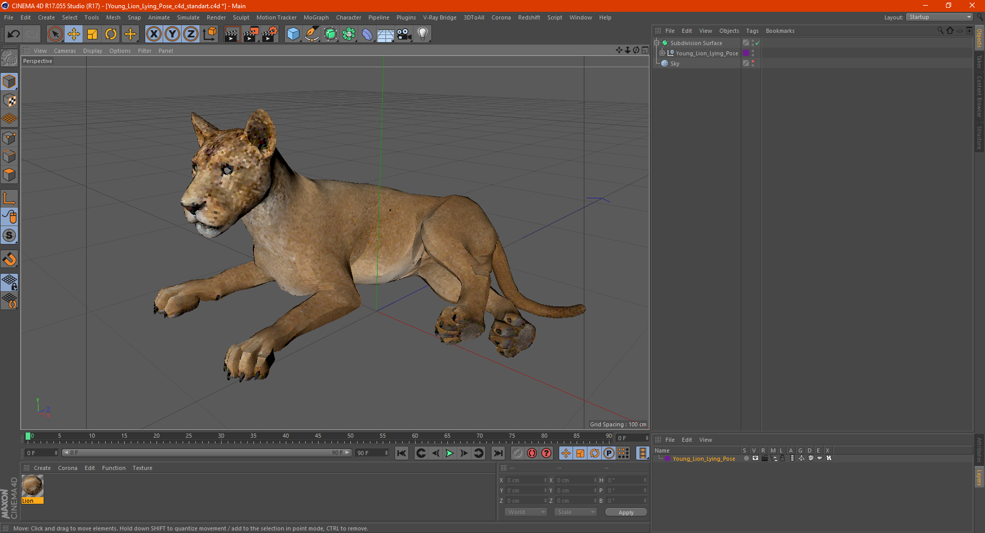 3D Young Lion Lying Pose