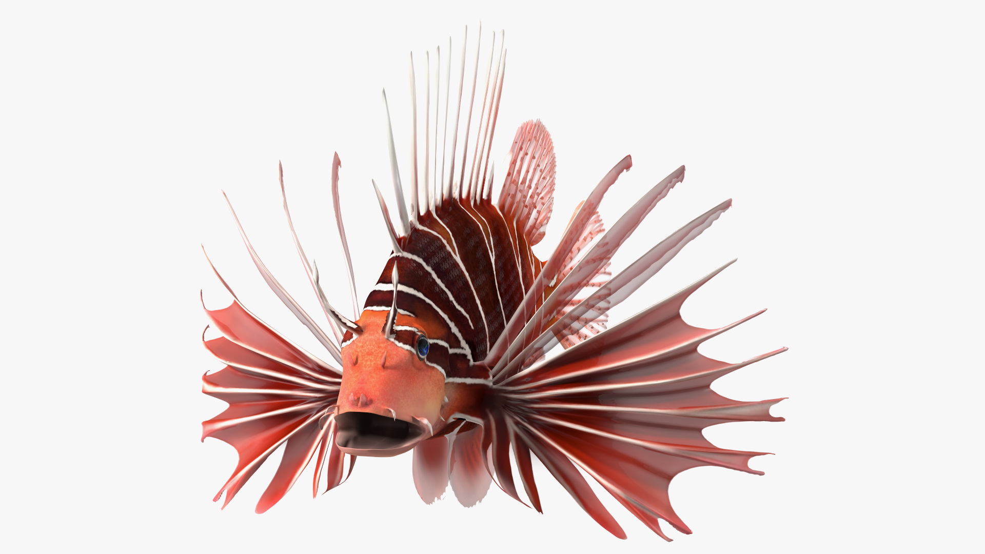3D Clearfin Lionfish Rigged for Maya model