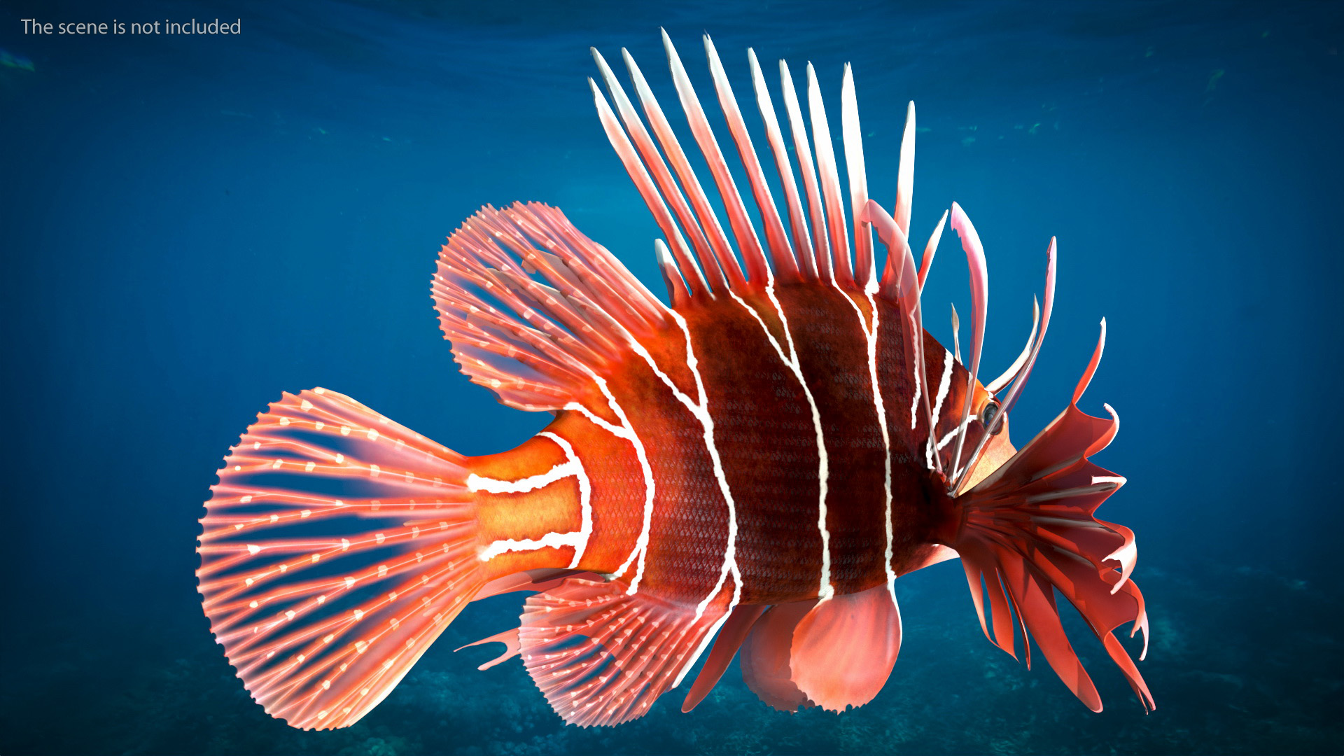3D Clearfin Lionfish Rigged for Maya model