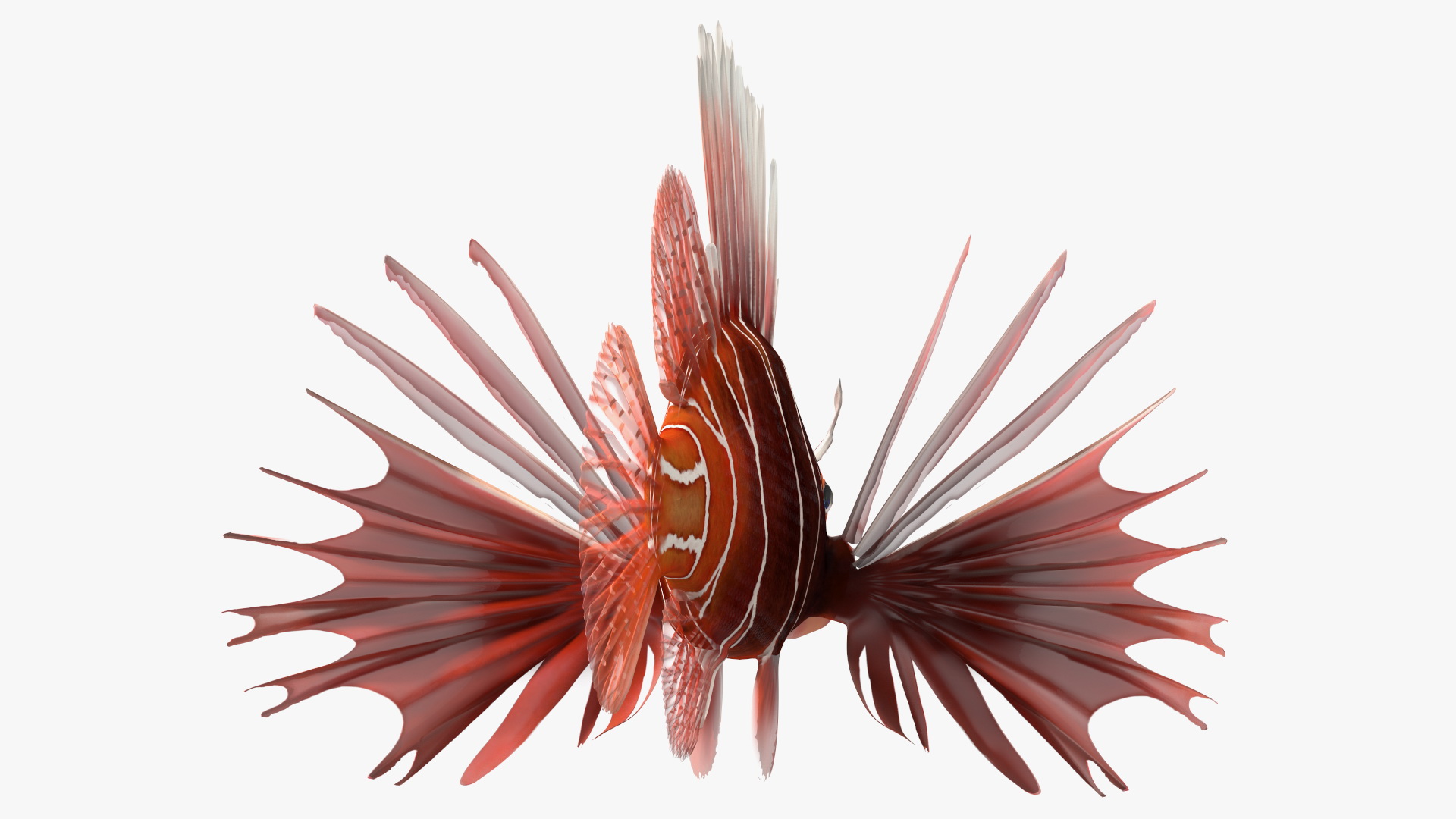3D Clearfin Lionfish Rigged for Maya model