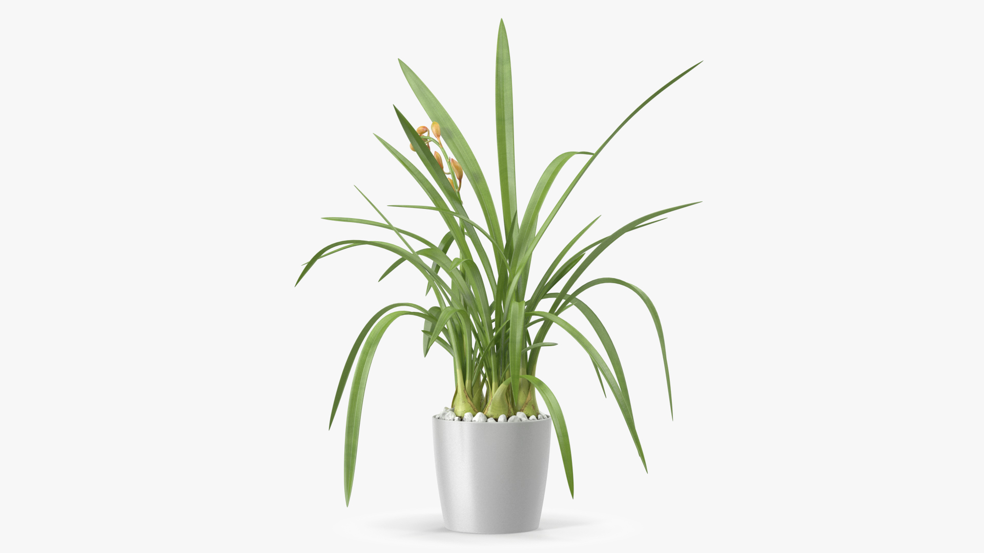 Young Orchid Pot Plant 3D