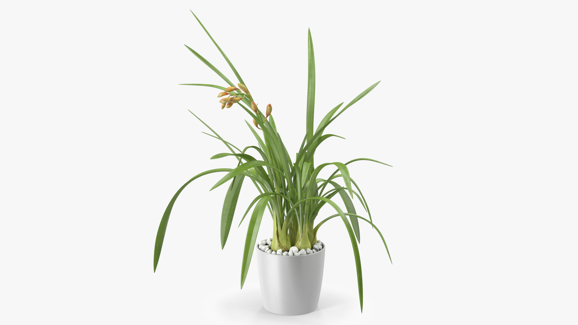 Young Orchid Pot Plant 3D