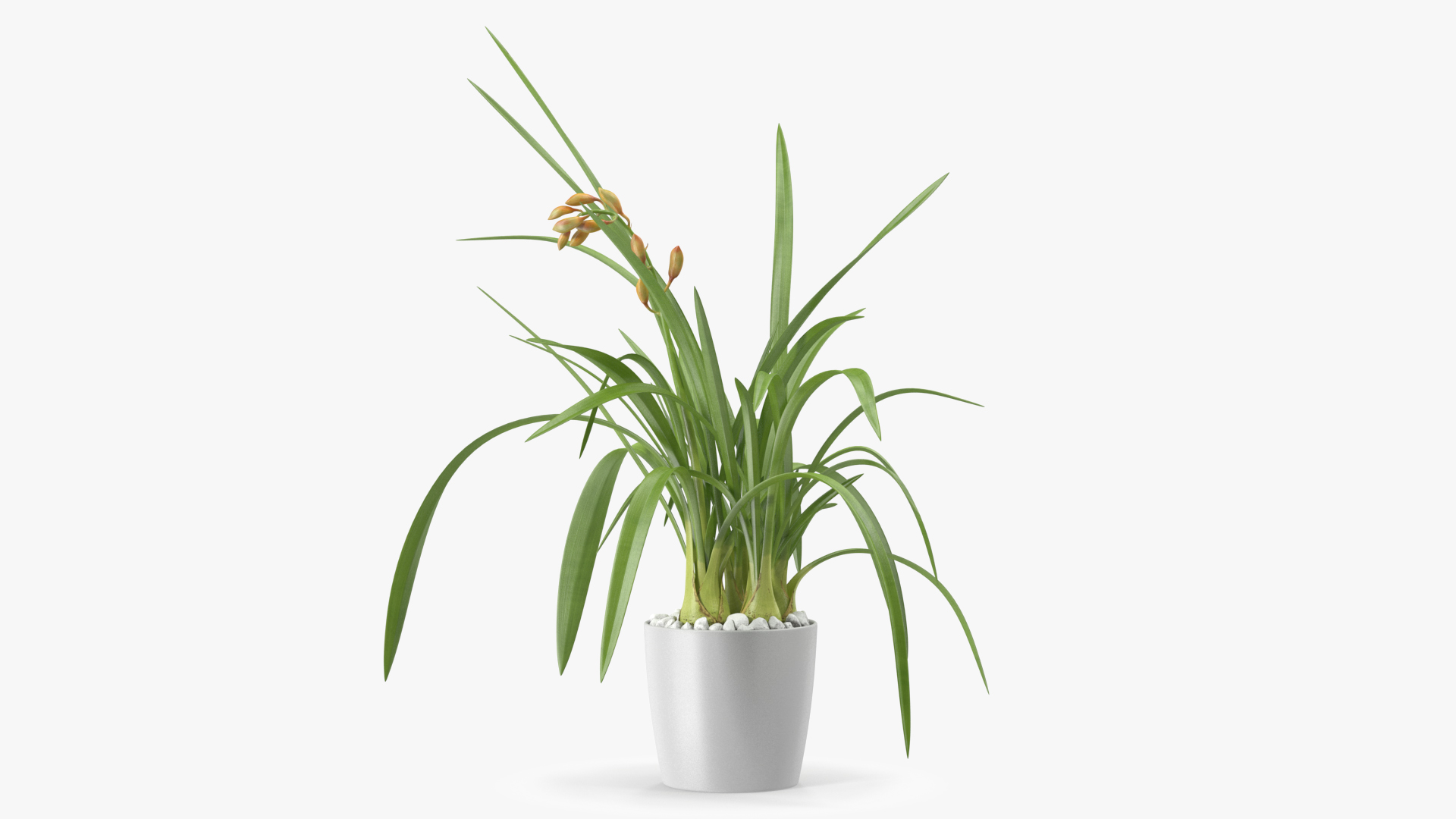 Young Orchid Pot Plant 3D