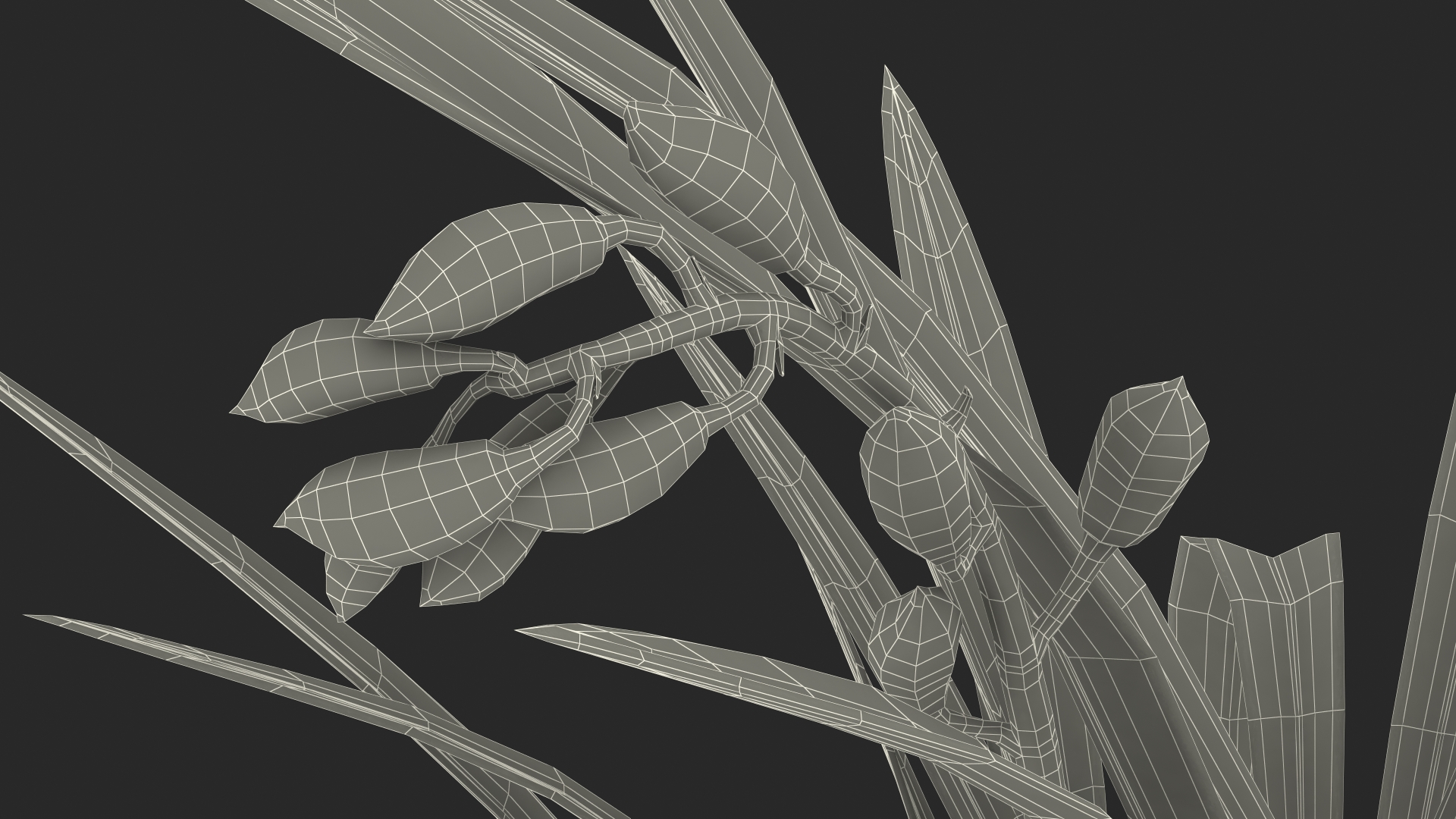 Young Orchid Pot Plant 3D