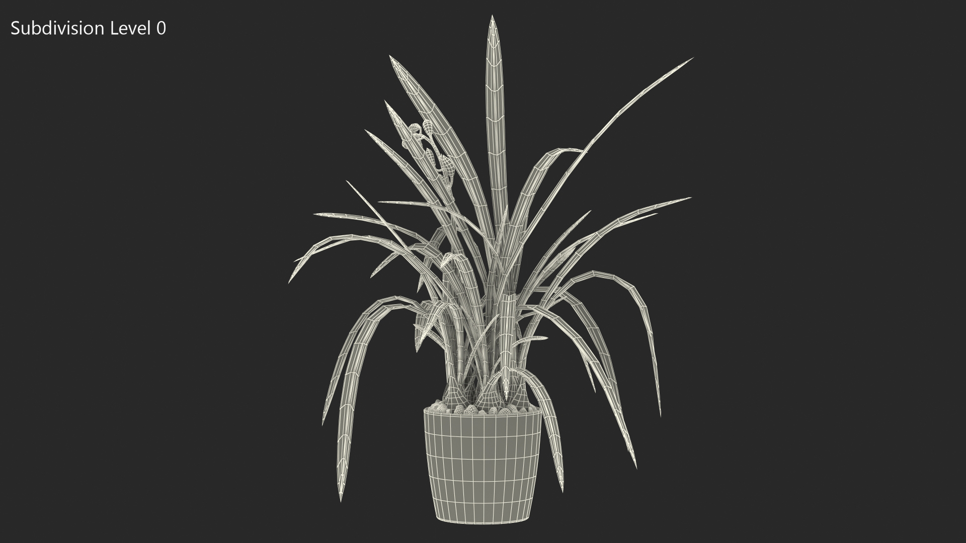 Young Orchid Pot Plant 3D