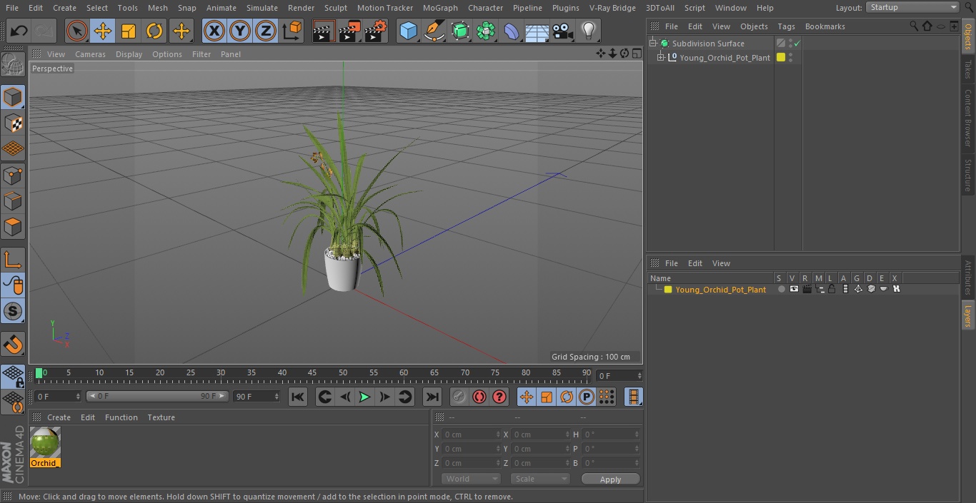 Young Orchid Pot Plant 3D