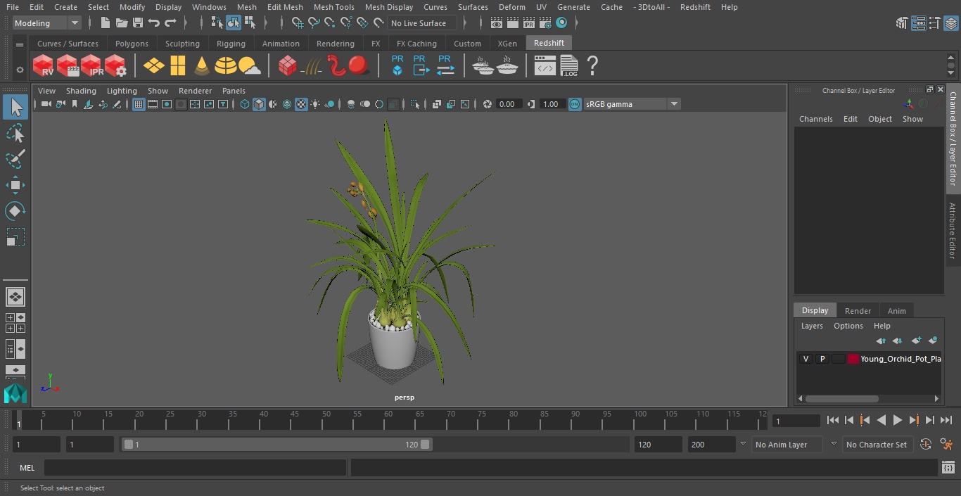 Young Orchid Pot Plant 3D