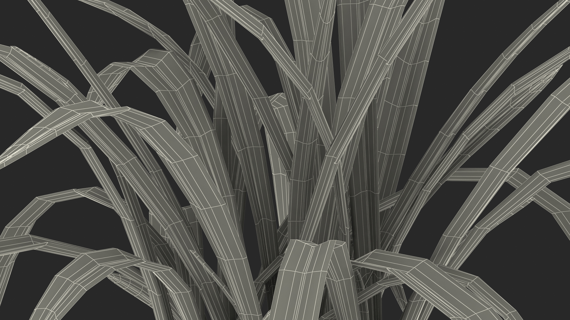 Young Orchid Pot Plant 3D