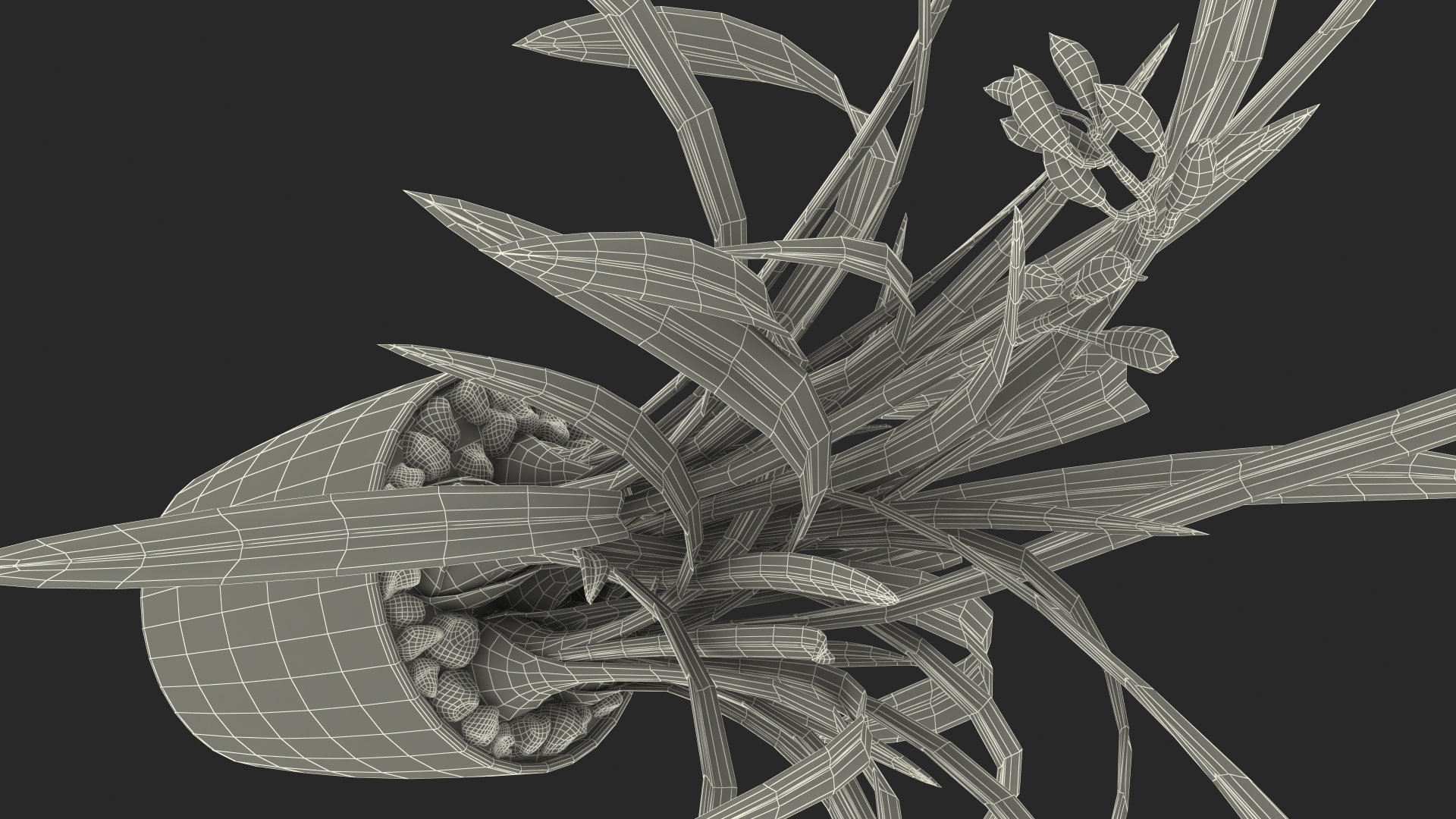 Young Orchid Pot Plant 3D