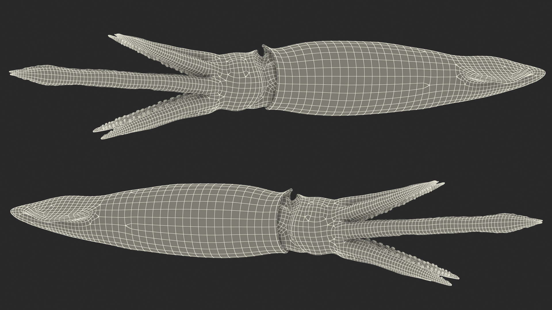 3D Arrow Squid Doryteuthis Plei model