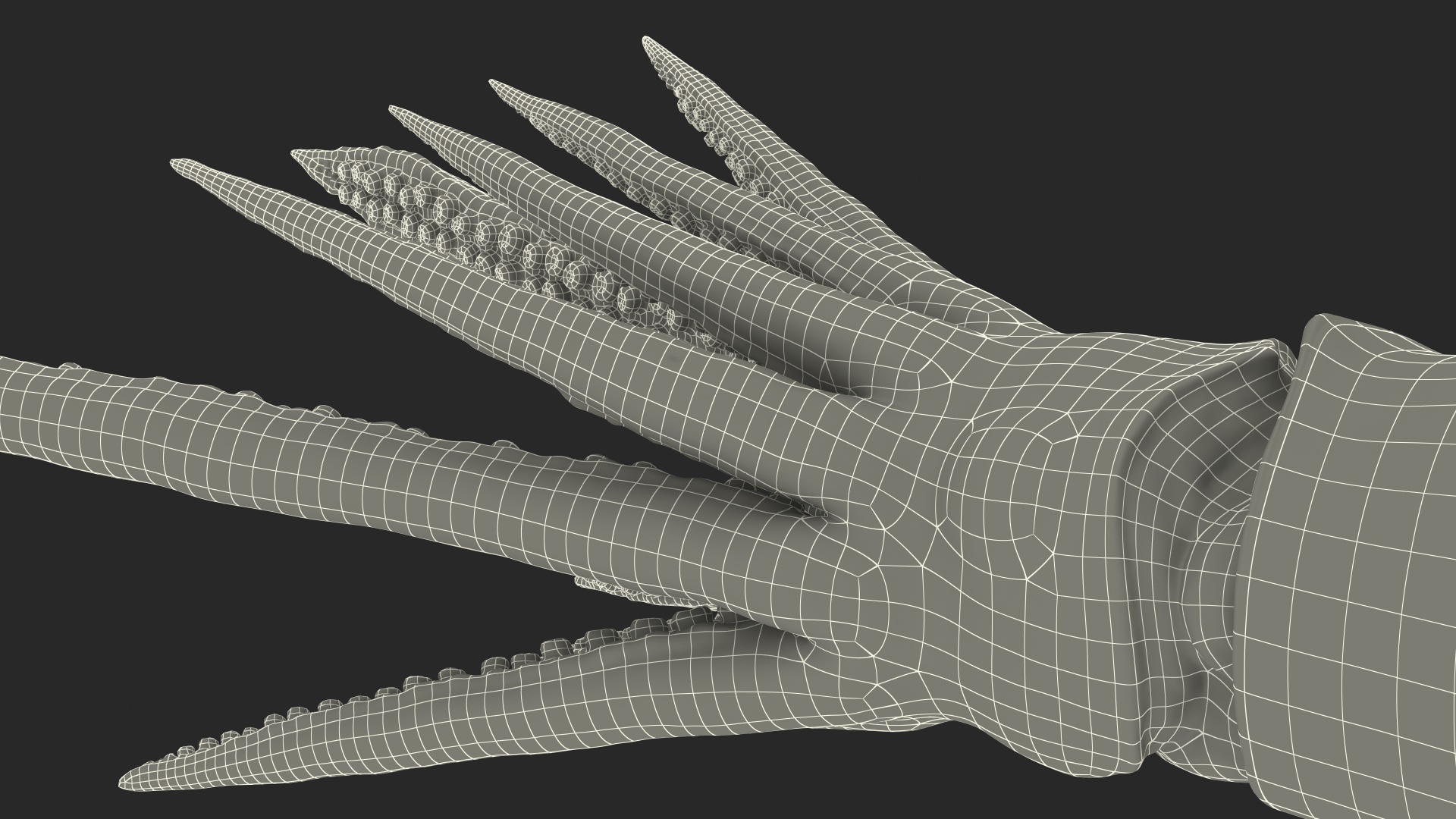 3D Arrow Squid Doryteuthis Plei model