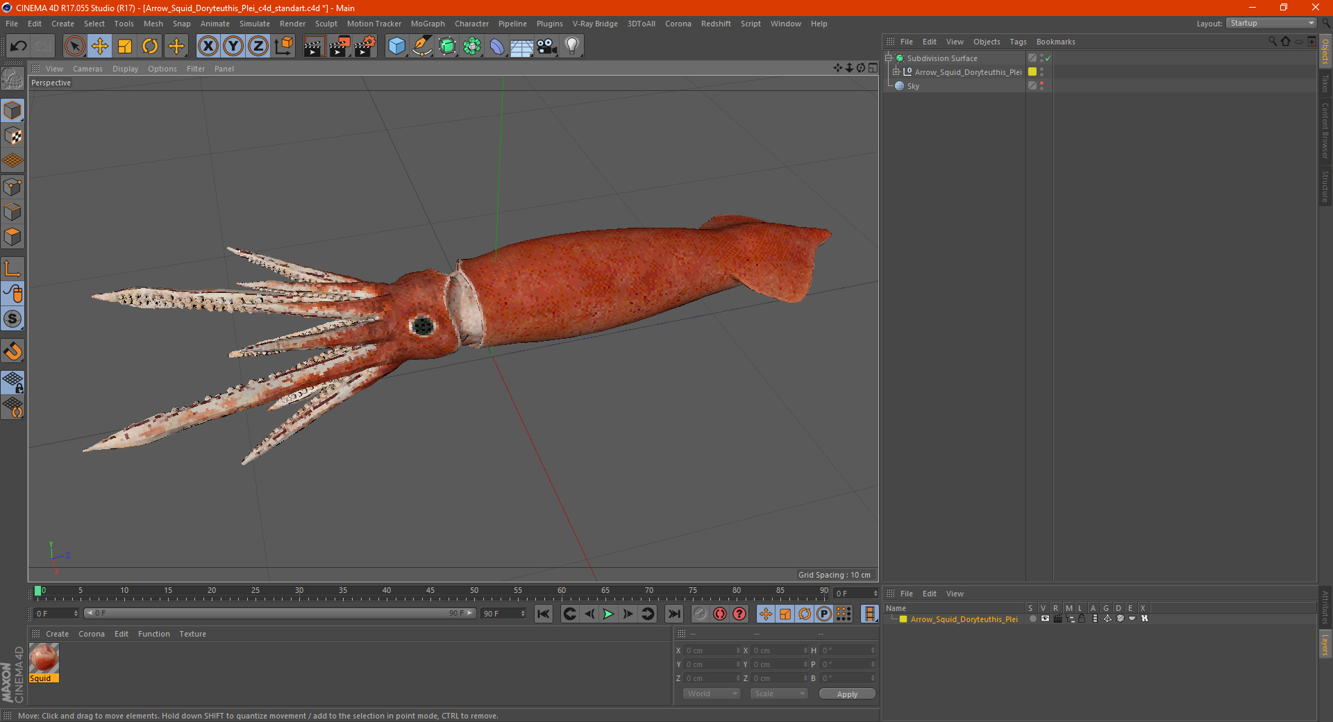 3D Arrow Squid Doryteuthis Plei model