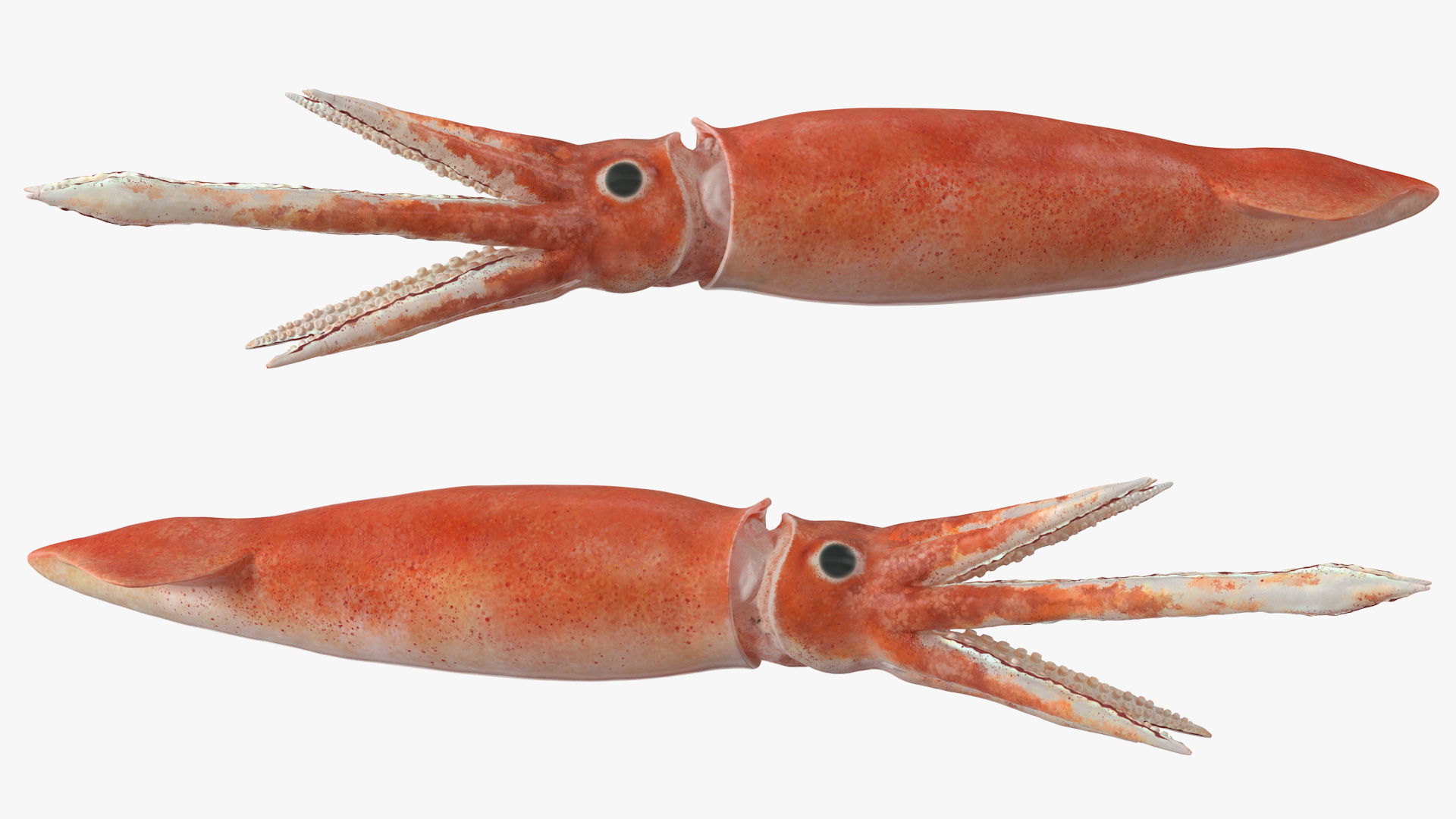 3D Arrow Squid Doryteuthis Plei model