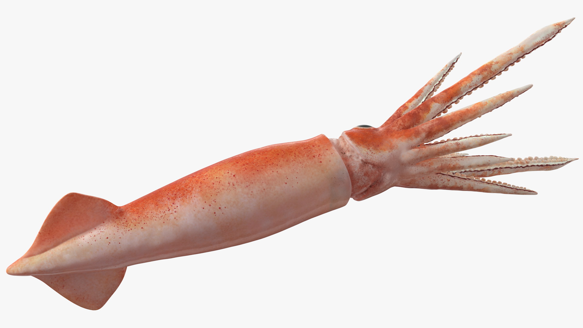 3D Arrow Squid Doryteuthis Plei model