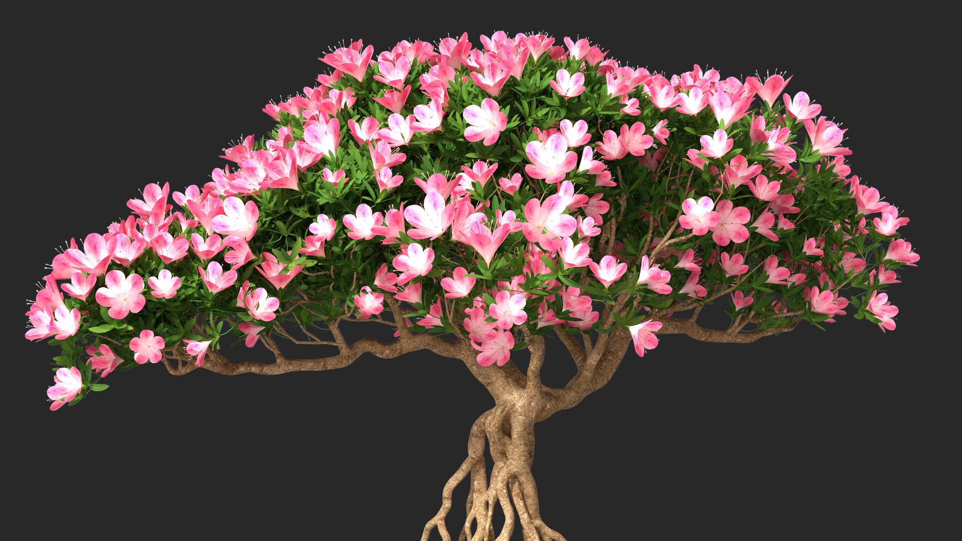 3D model Miniature Bonsai Tree with Flowers in Pot Fur