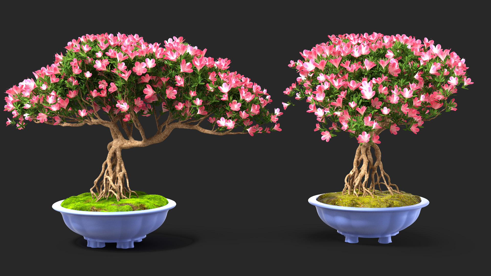 3D model Miniature Bonsai Tree with Flowers in Pot Fur