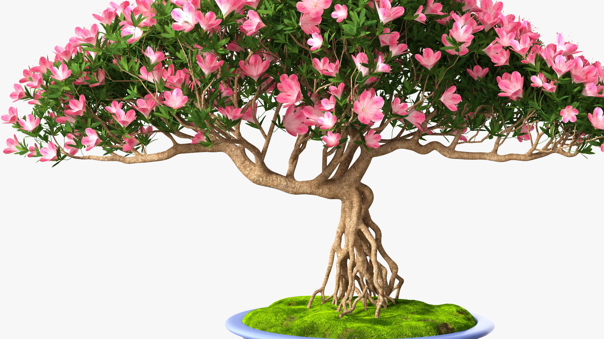 3D model Miniature Bonsai Tree with Flowers in Pot Fur
