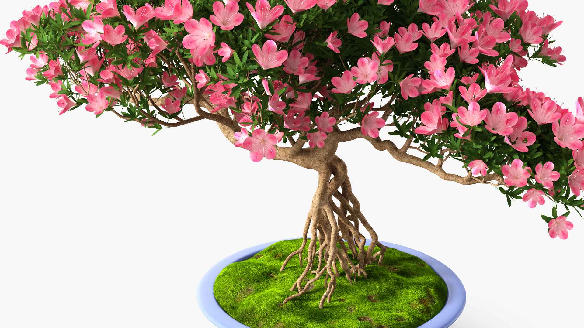 3D model Miniature Bonsai Tree with Flowers in Pot Fur
