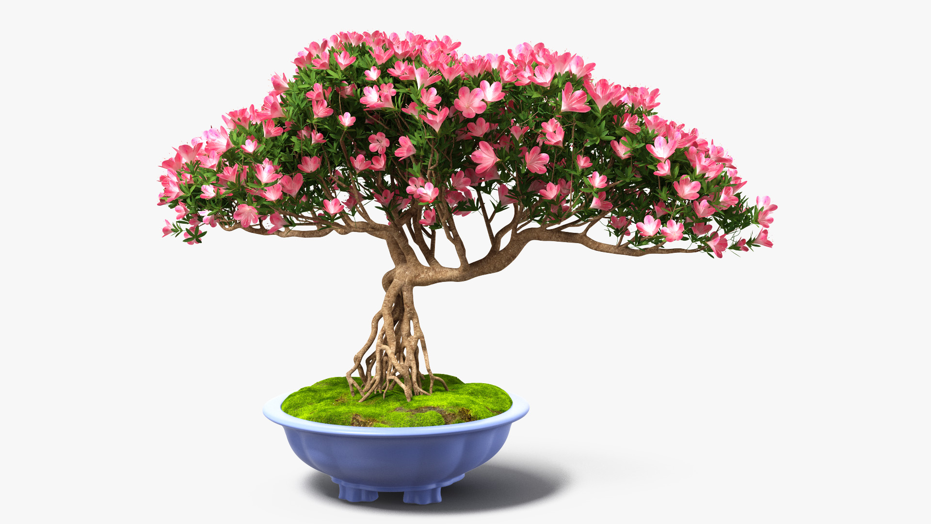 3D model Miniature Bonsai Tree with Flowers in Pot Fur