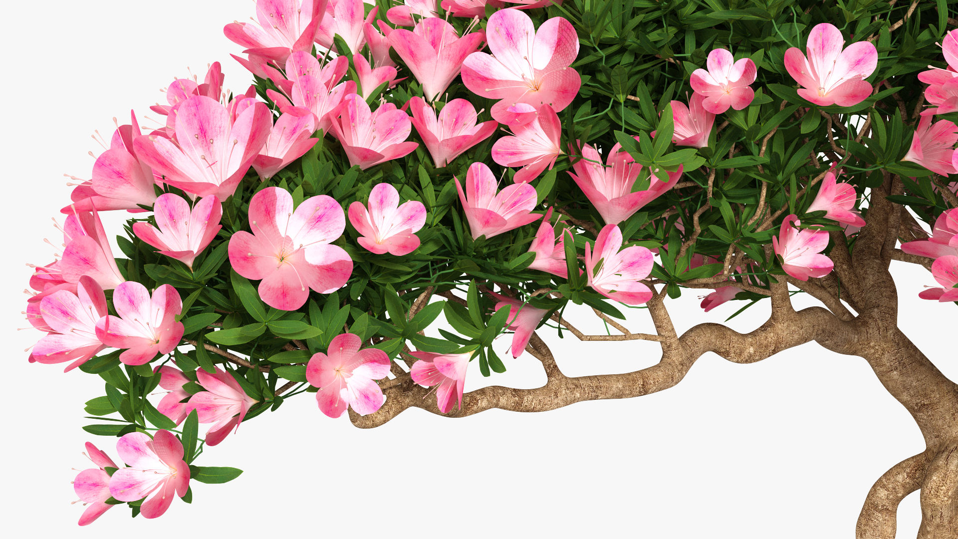 3D model Miniature Bonsai Tree with Flowers in Pot Fur