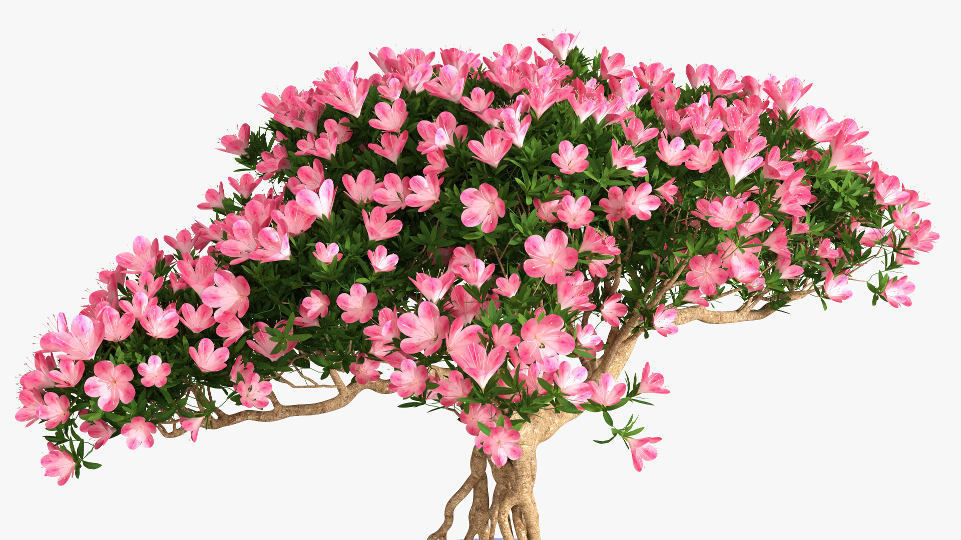 3D model Miniature Bonsai Tree with Flowers in Pot Fur