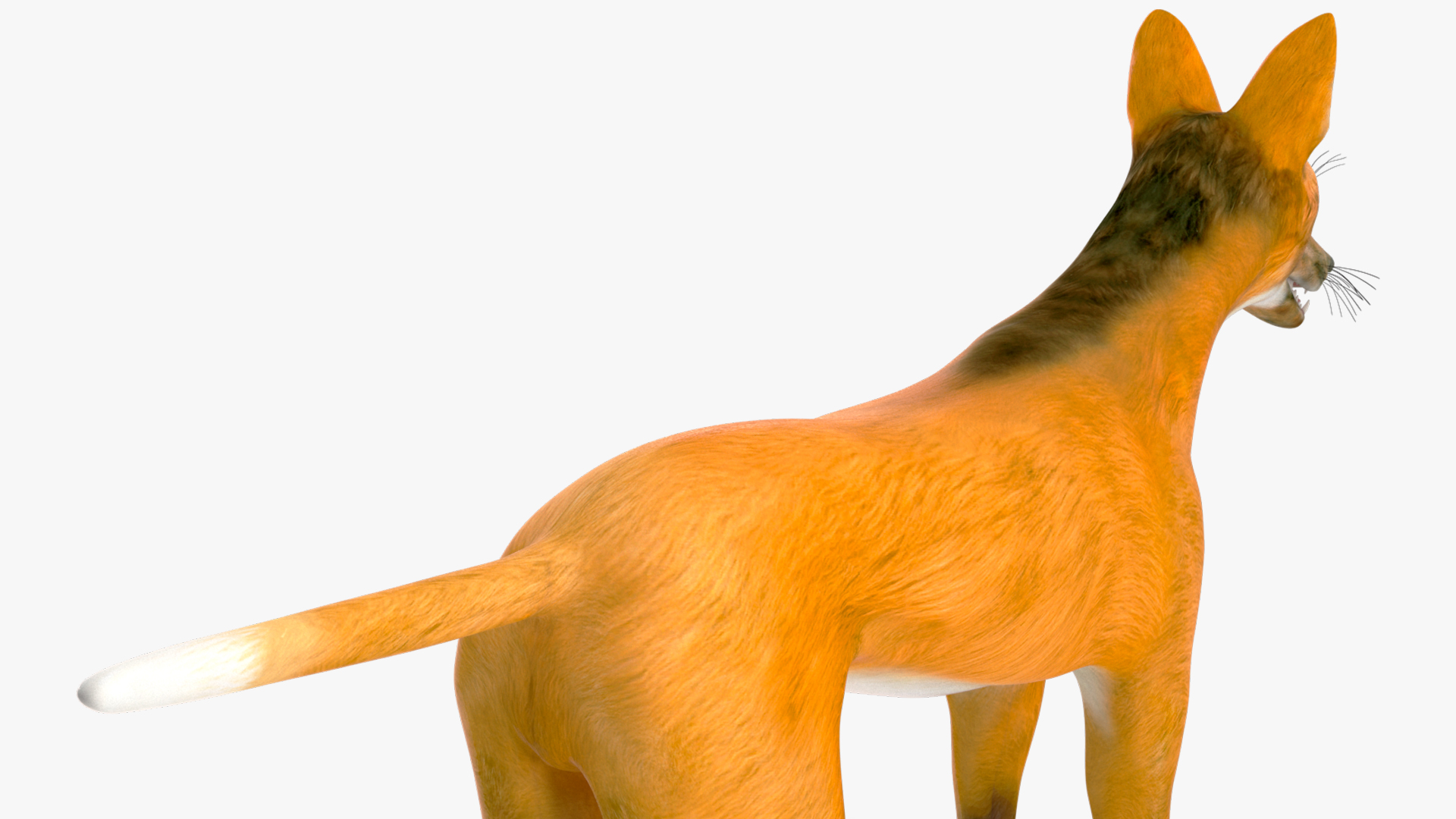 3D model Chrysocyon