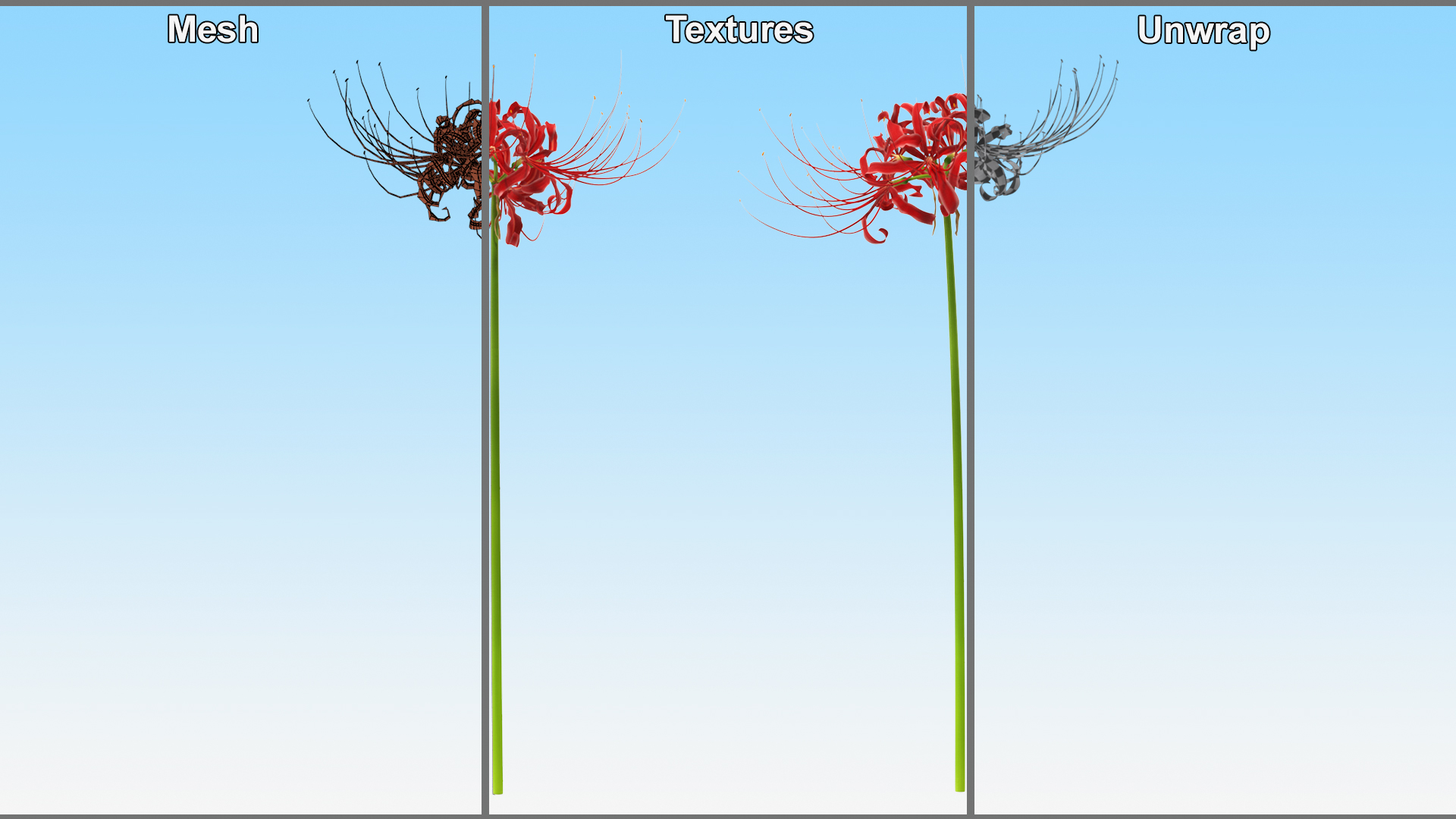 3D Spider Lily Flower model