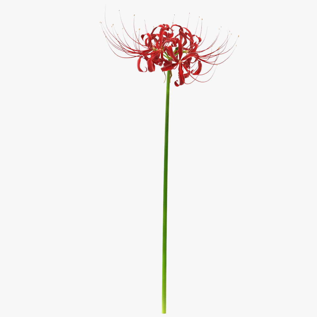 Spider Lily Flower, view 5