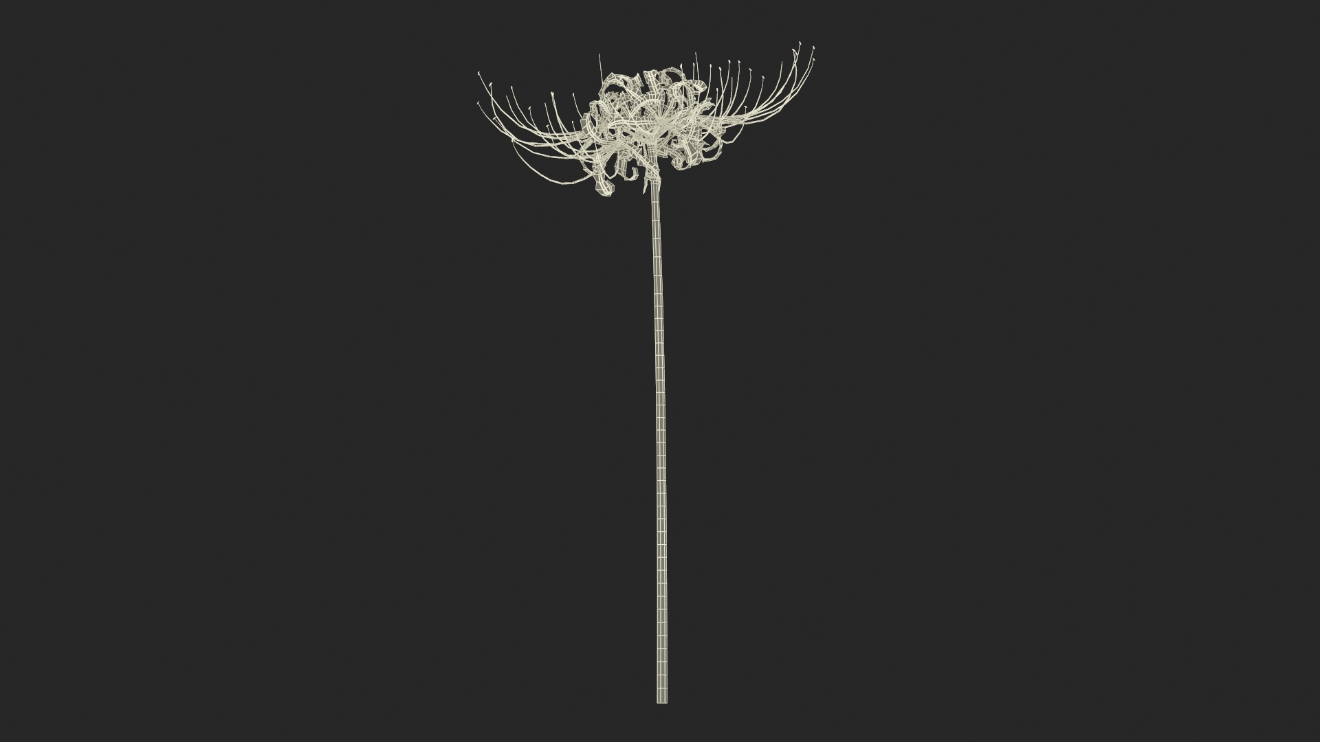 3D Spider Lily Flower model