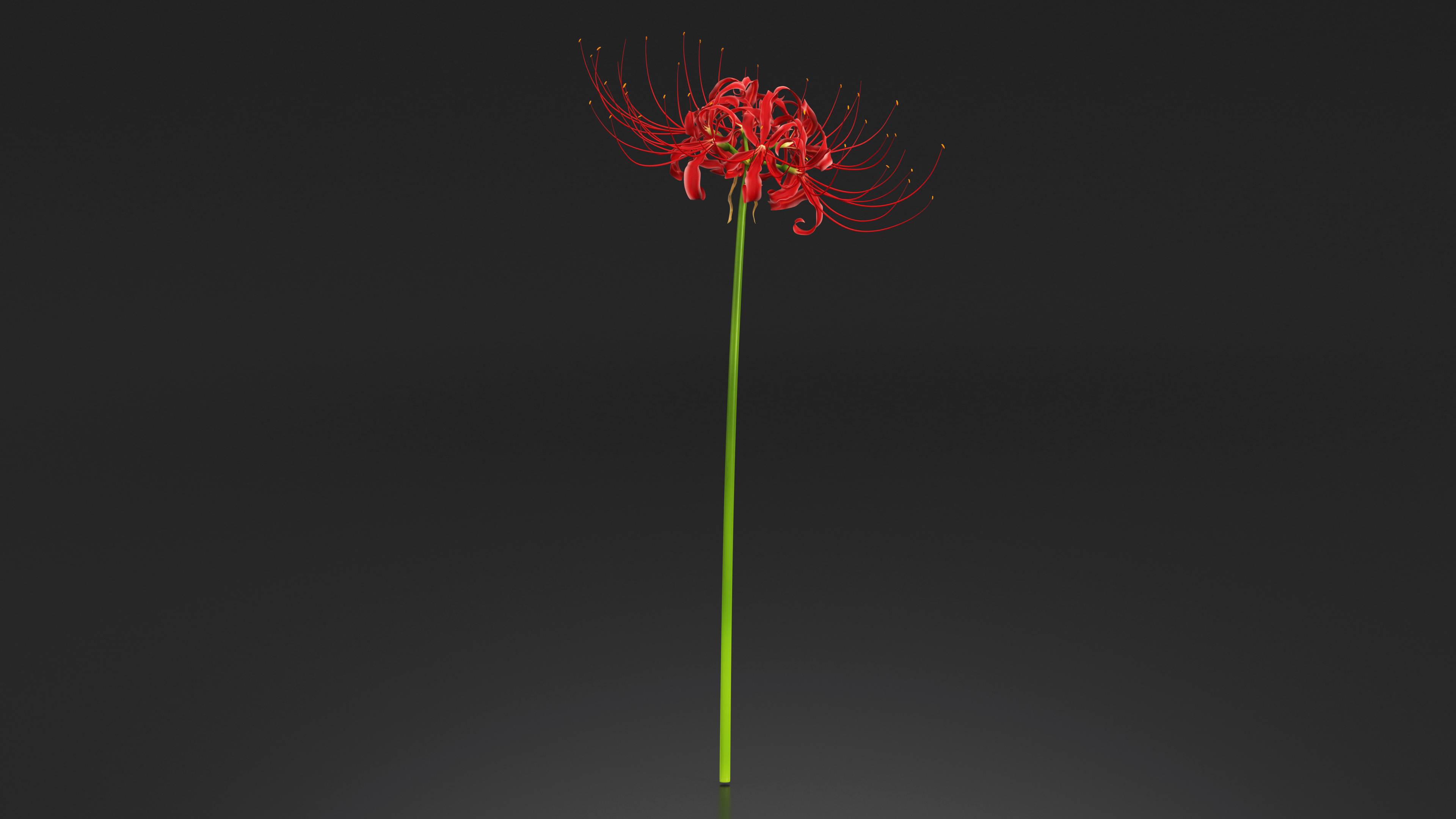 3D Spider Lily Flower model