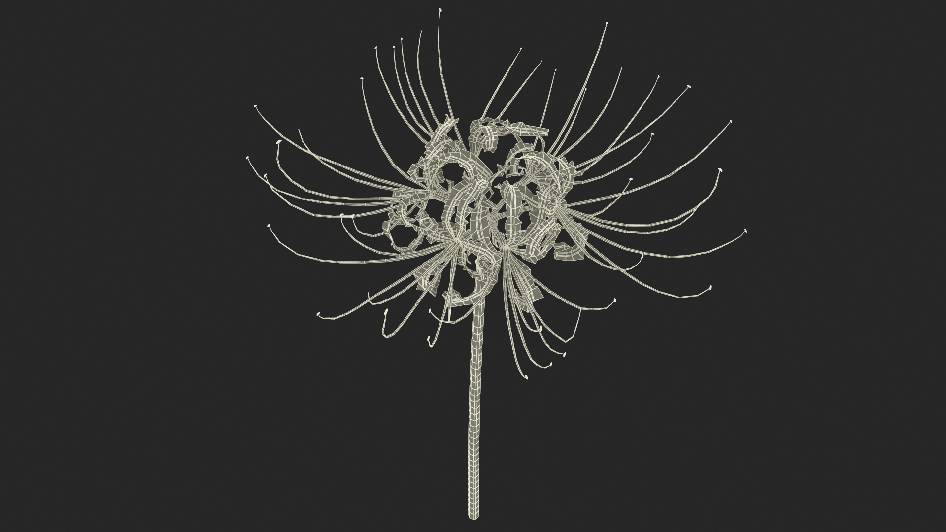3D Spider Lily Flower model