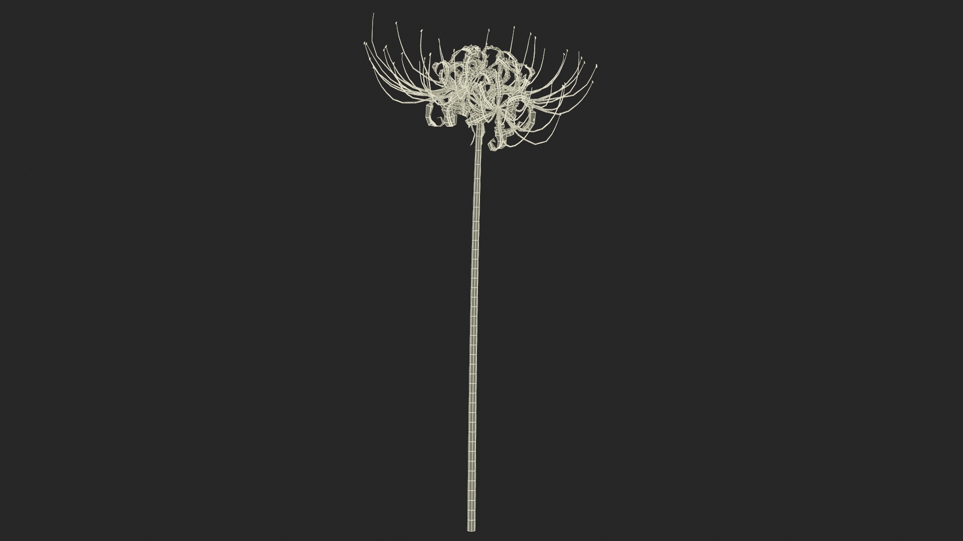 3D Spider Lily Flower model
