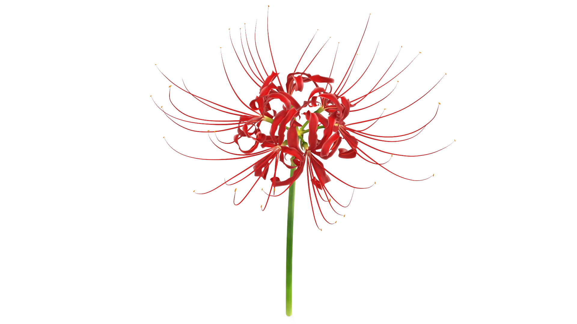 3D Spider Lily Flower model