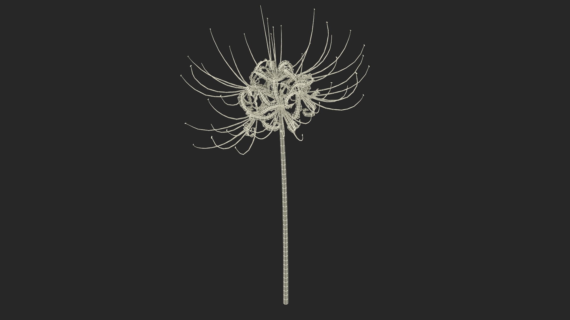 3D Spider Lily Flower model